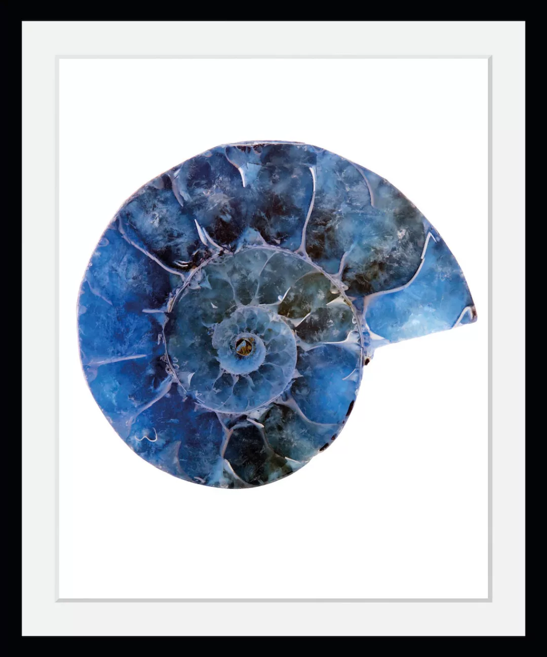 queence Bild »Abel«, Meer-Wassertiere-Kunst, (1 St.), HD Premium Poster-Dru günstig online kaufen