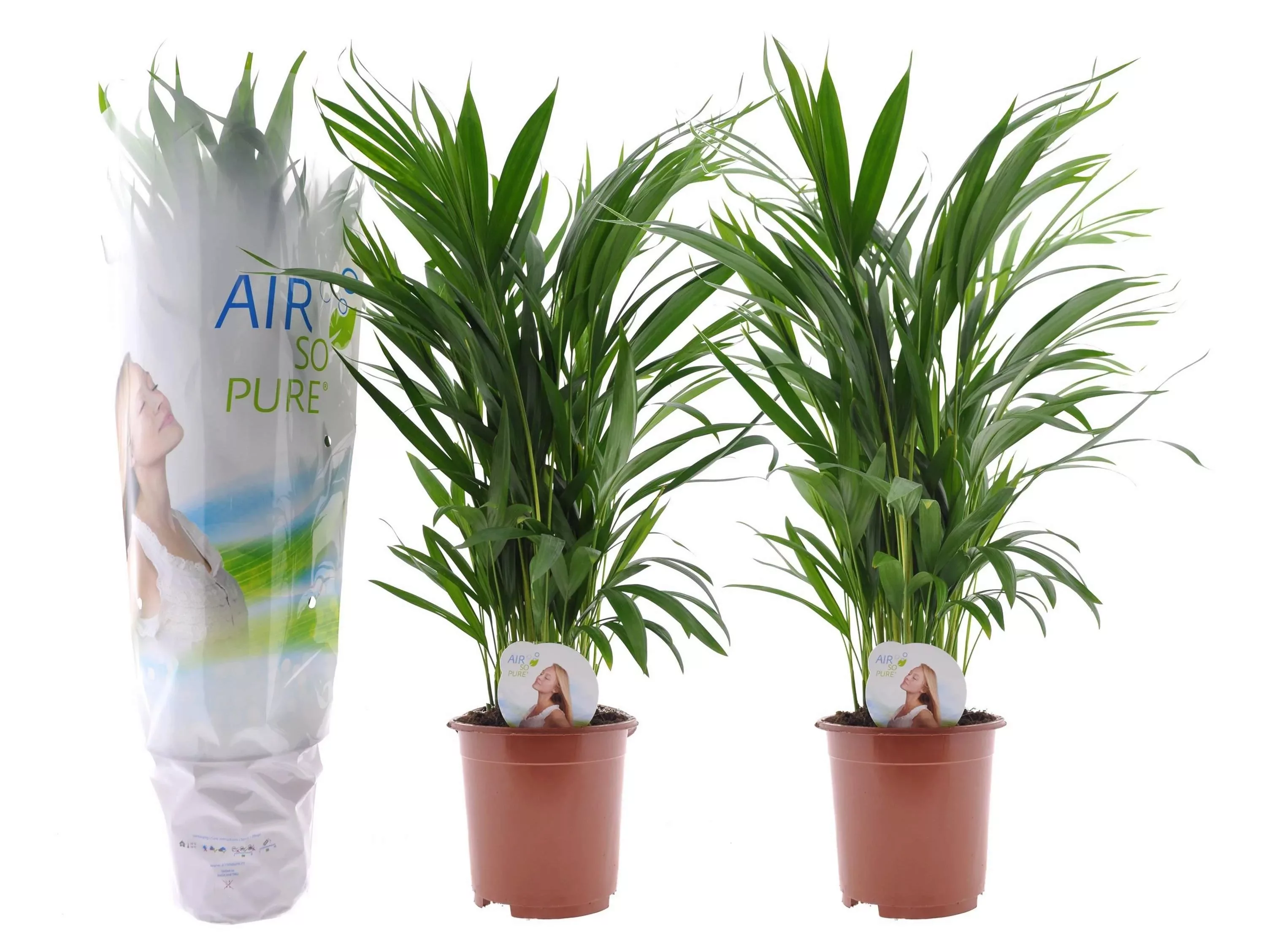 Perfect Plant | 2er Set Areca Lutescens Luftreinigende Palmen günstig online kaufen