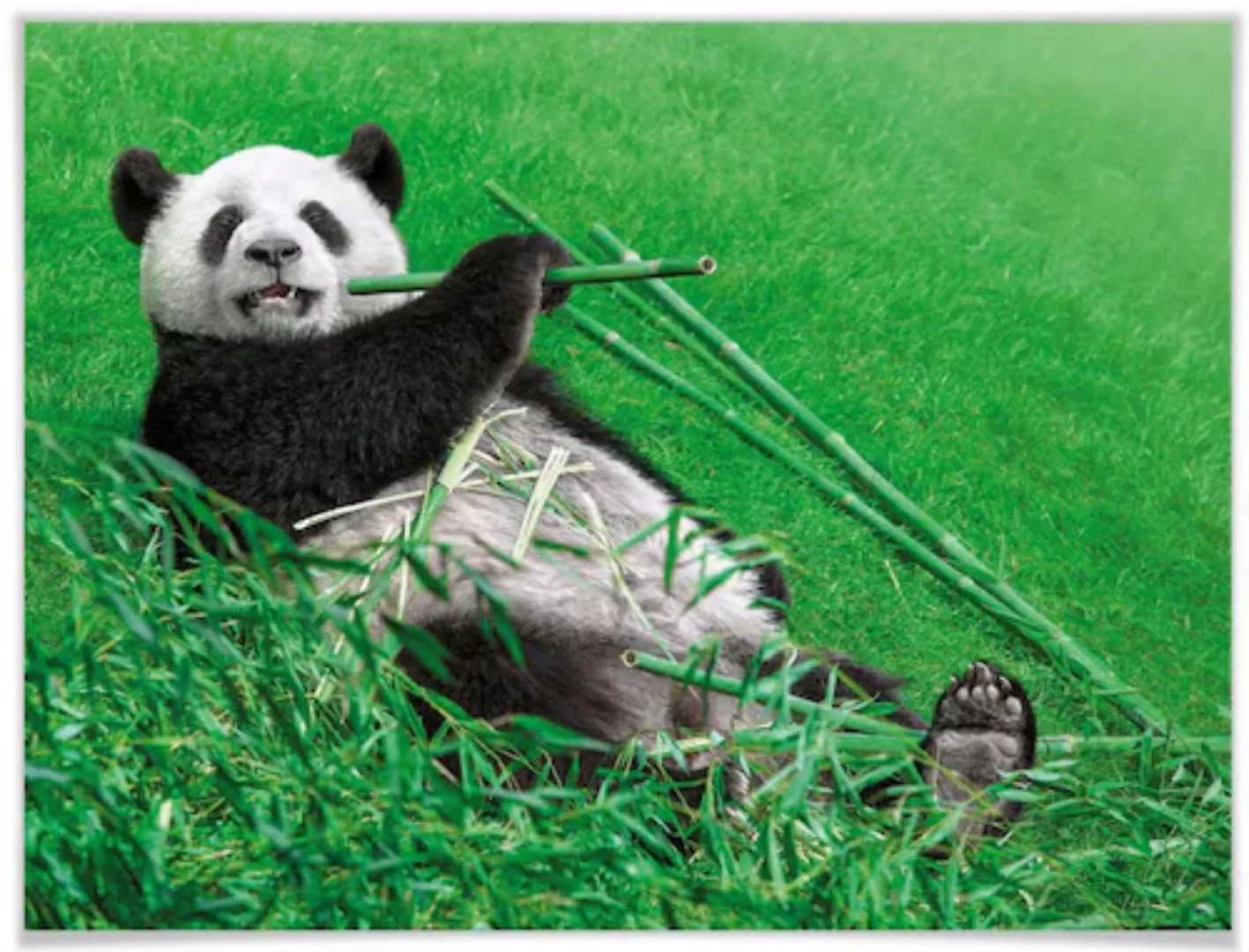 Wall-Art Poster »Waldtiere Bambus Panda«, Tiere, (1 St.), Poster ohne Bilde günstig online kaufen