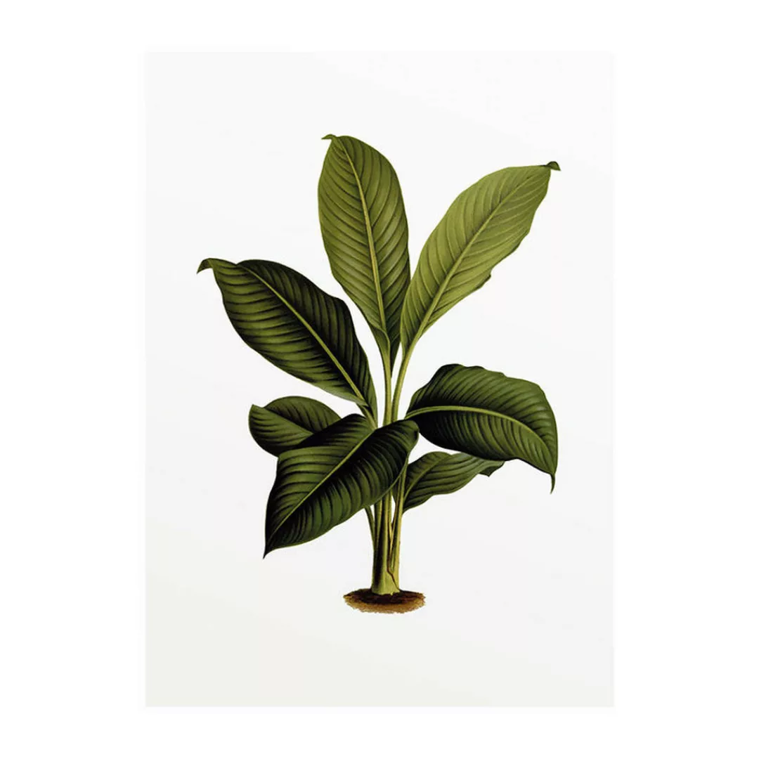 Komar Wandbild Elastica Leaf Pflanzen B/L: ca. 30x40 cm günstig online kaufen