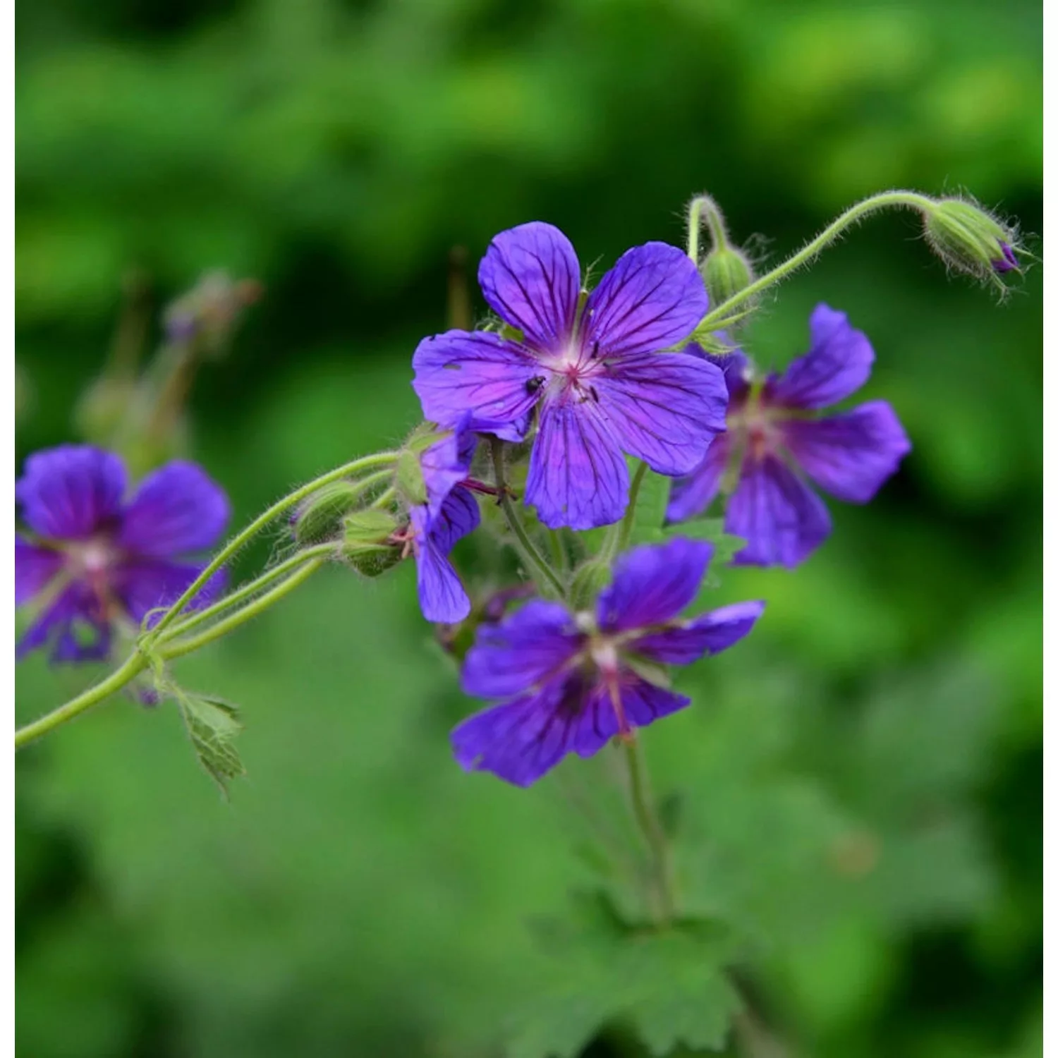 Großblütiger Storchschnabel - Geranium platyanthum günstig online kaufen