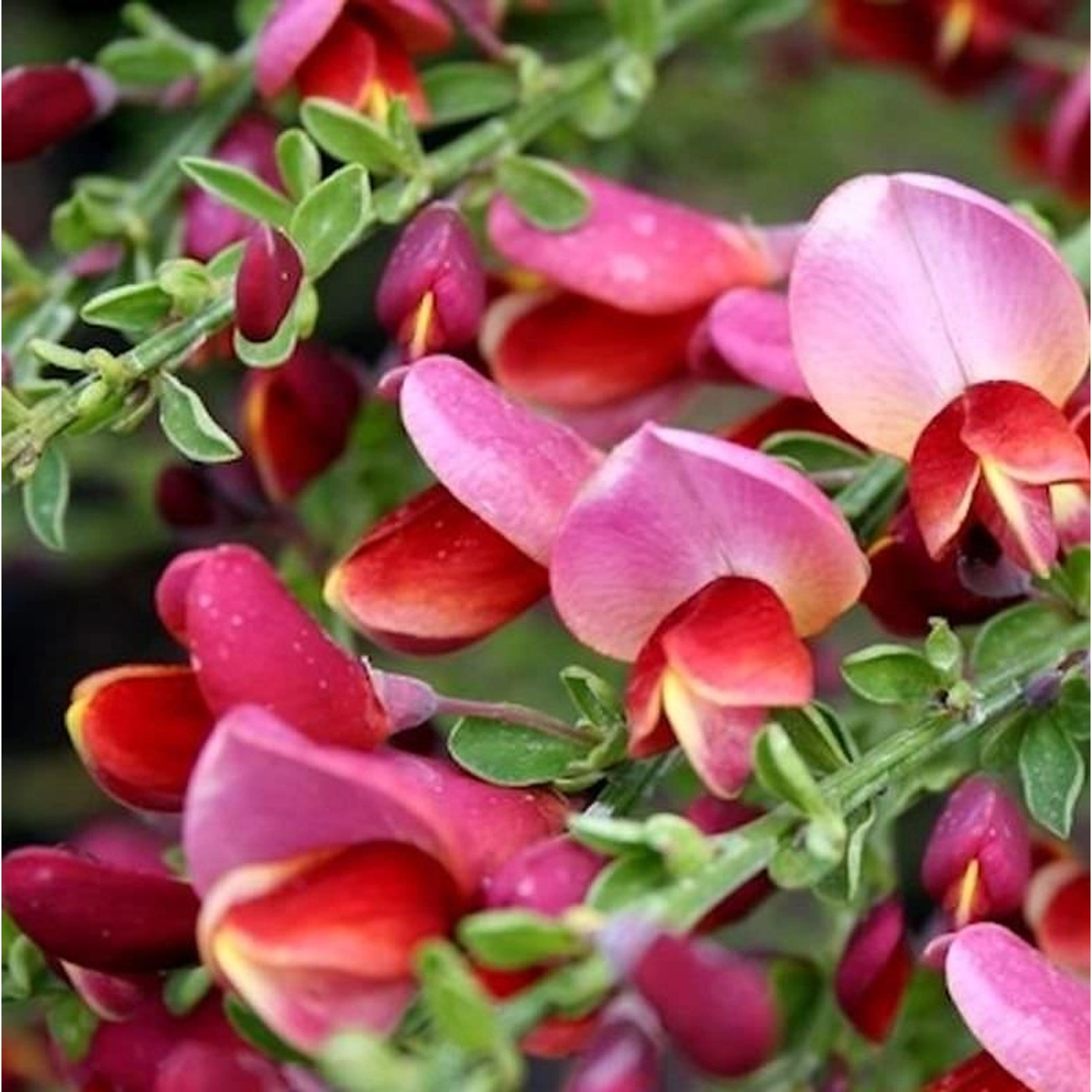 Schmuckginster Burkwood 60-80cm - Cytisus scoparius günstig online kaufen