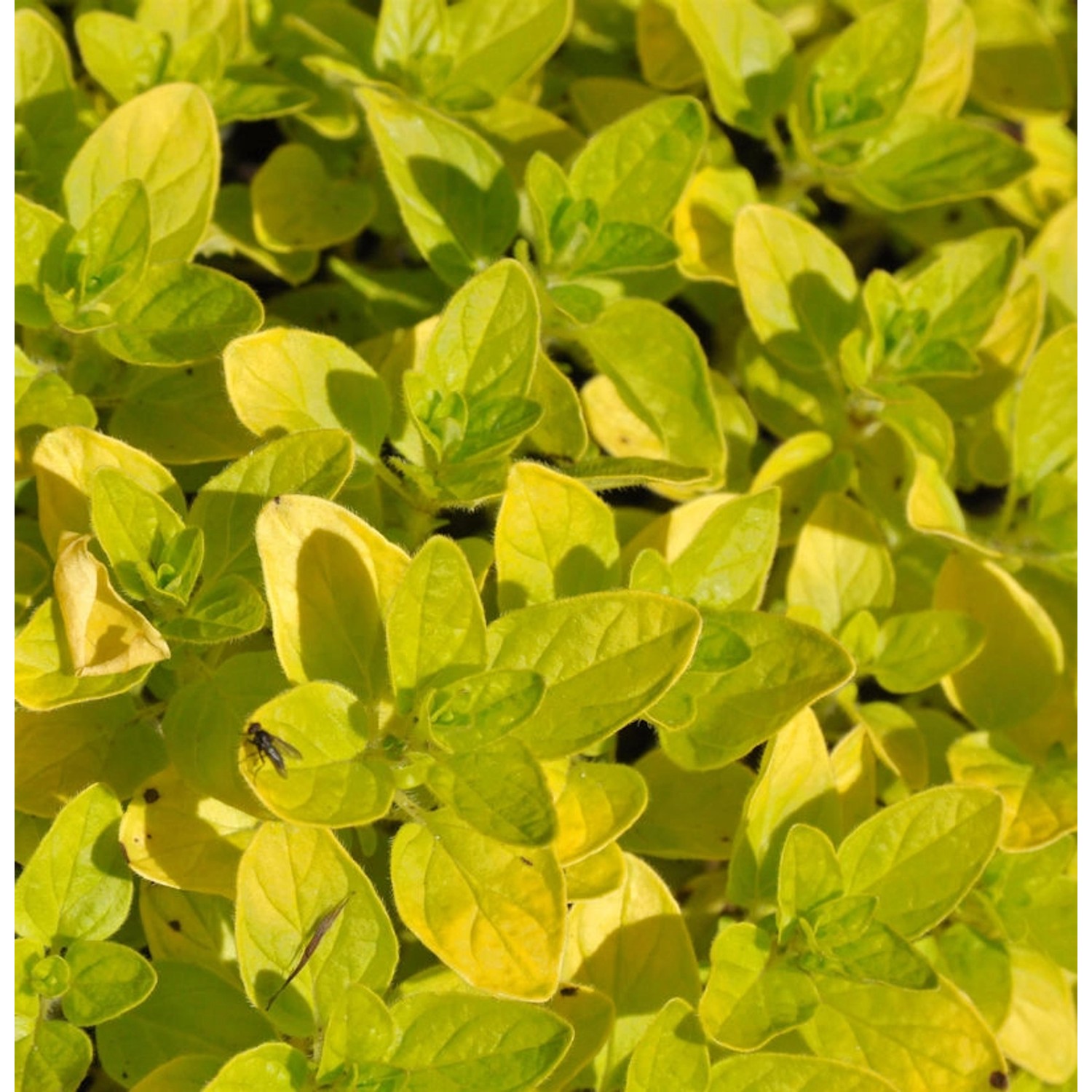 Wilder Majoran Norton Gold - Origanum vulgare günstig online kaufen