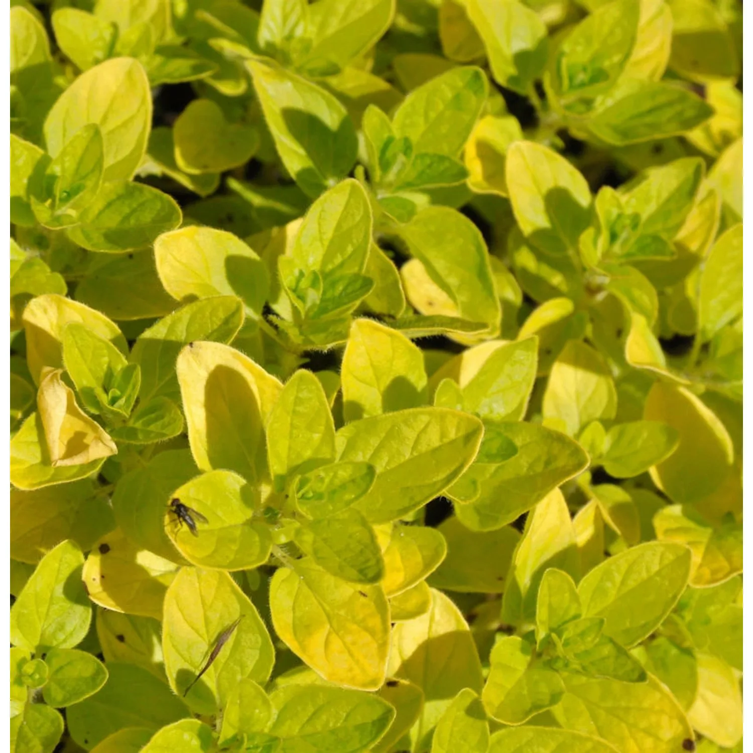 Wilder Majoran Norton Gold - Origanum vulgare günstig online kaufen