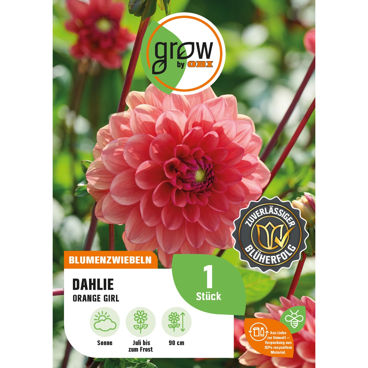 GROW by OBI Dahlie Orange Girl Höhe ca. 90 cm günstig online kaufen