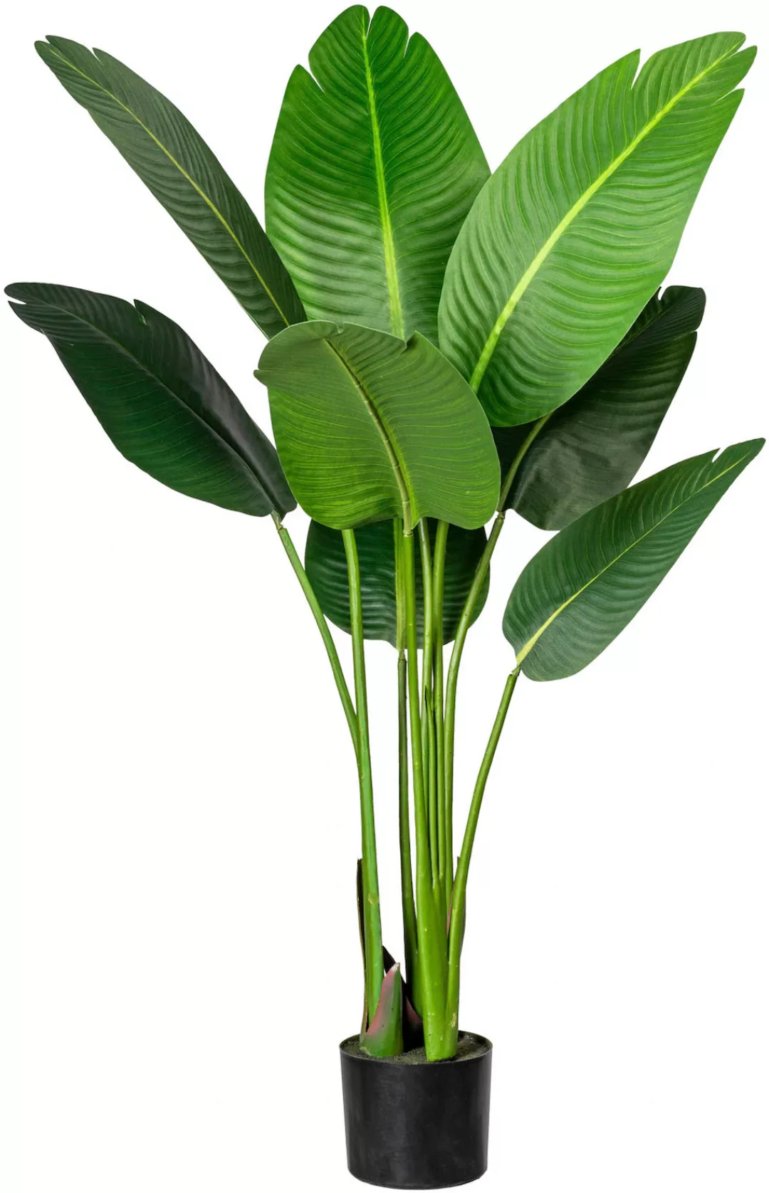 Creativ green Künstliche Zimmerpflanze "Strelitzia" günstig online kaufen