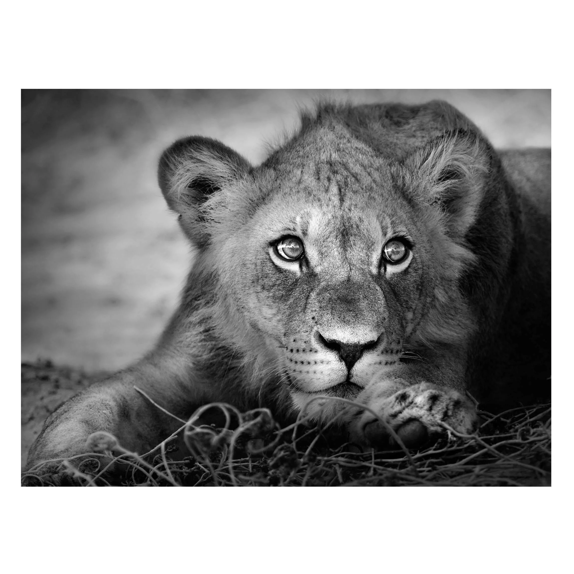 Magnettafel Tiere - Querformat 4:3 Lurking Lionbaby günstig online kaufen