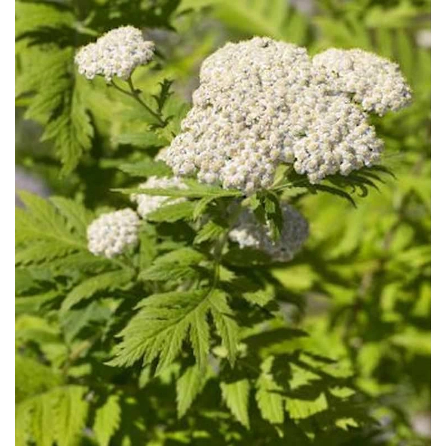 Großblättrige Wucherblume - Tanacetum macrophyllum günstig online kaufen