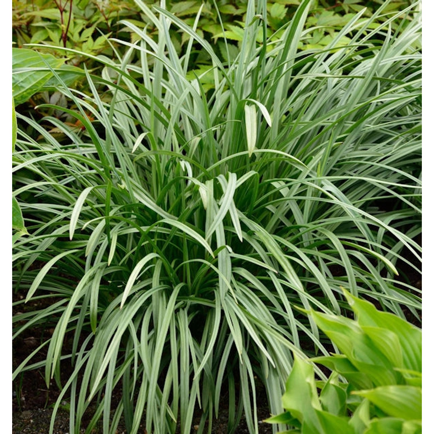 Jochlilie - Zigadenus elegans günstig online kaufen