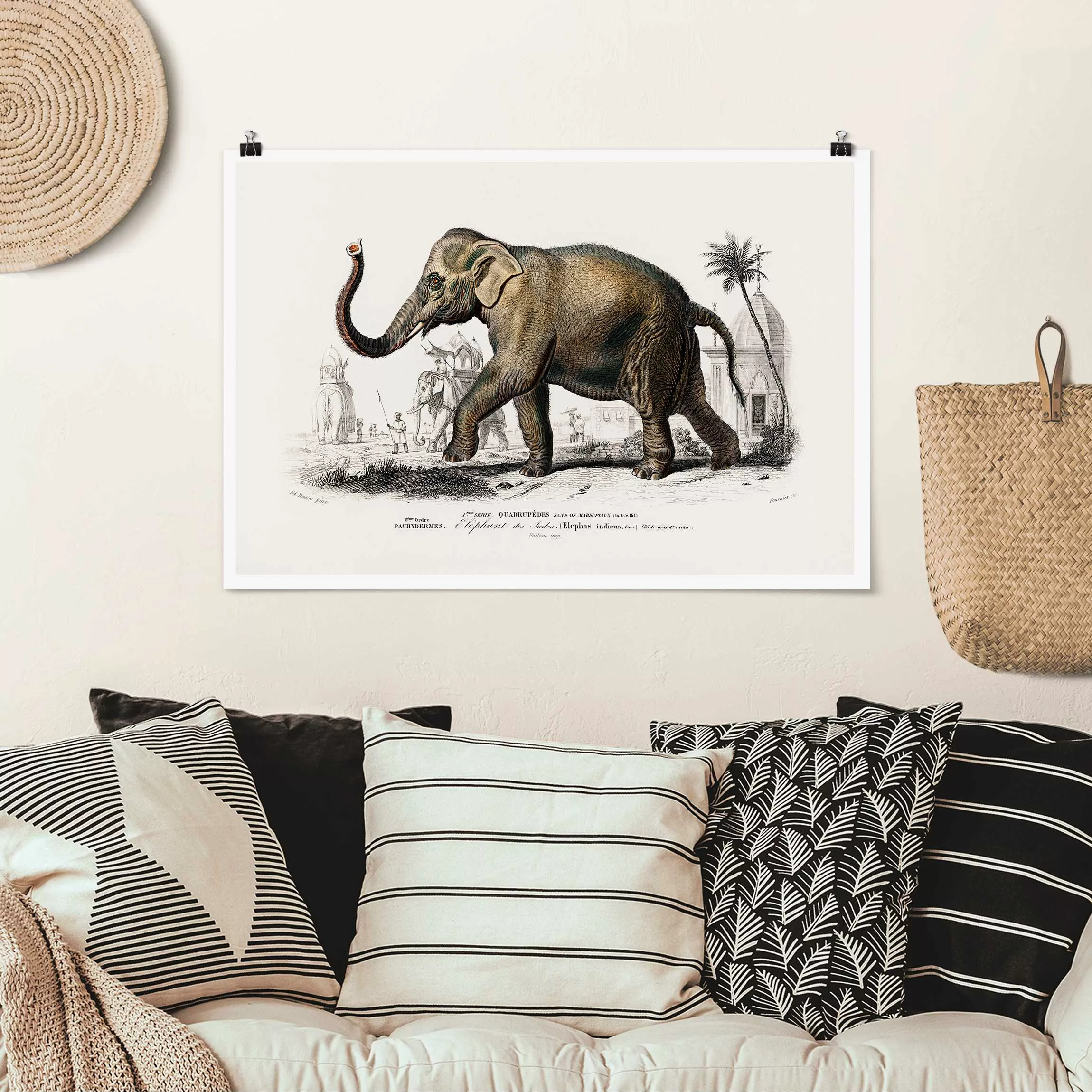 Poster Vintage Lehrtafel Elefant günstig online kaufen