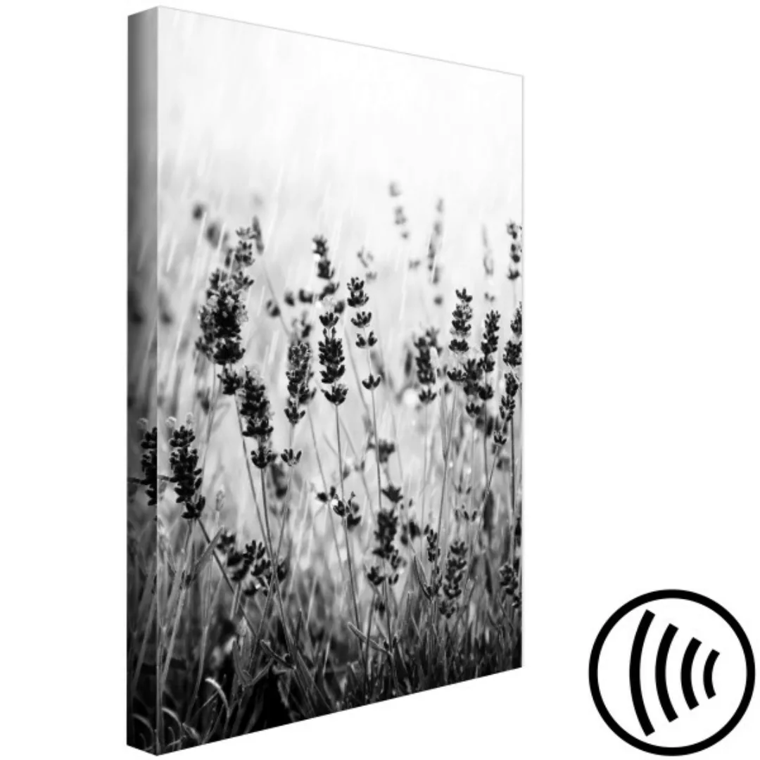 Wandbild Blühender Lavendel - Schwarzweiß-Foto einer Wiese mit Lavendelblum günstig online kaufen
