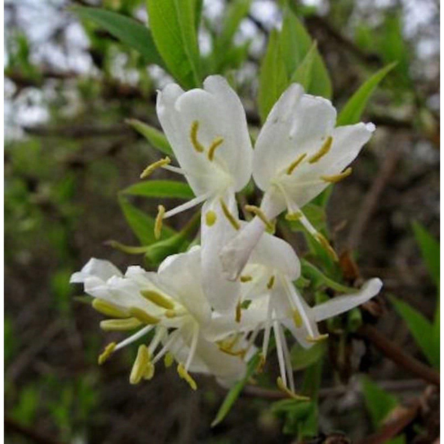 Winter Heckenkirsche 60-80cm - Lonicera purpusii günstig online kaufen