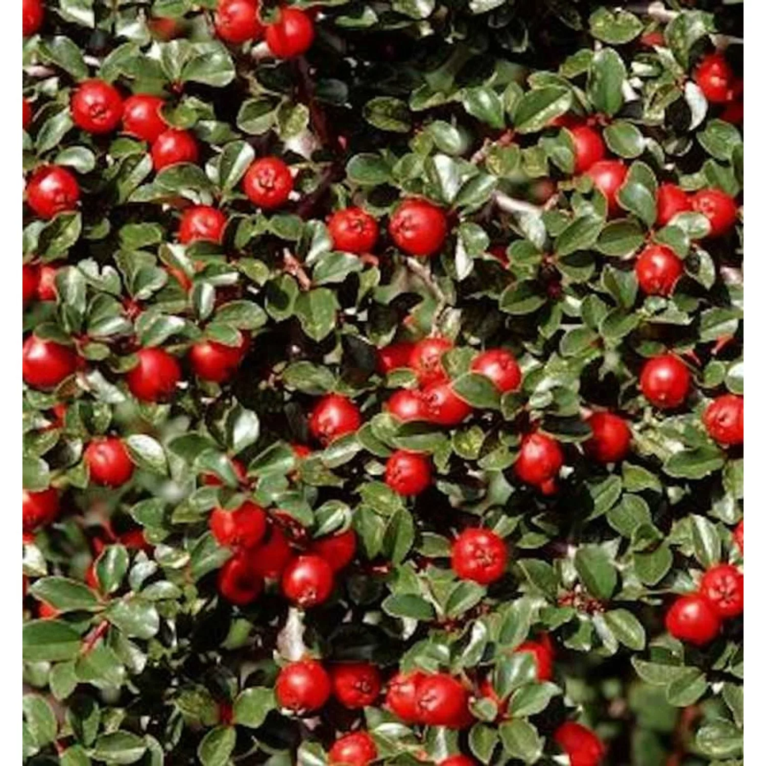 Frühe Felsenmispel 40-60cm - Cotoneaster praecox günstig online kaufen