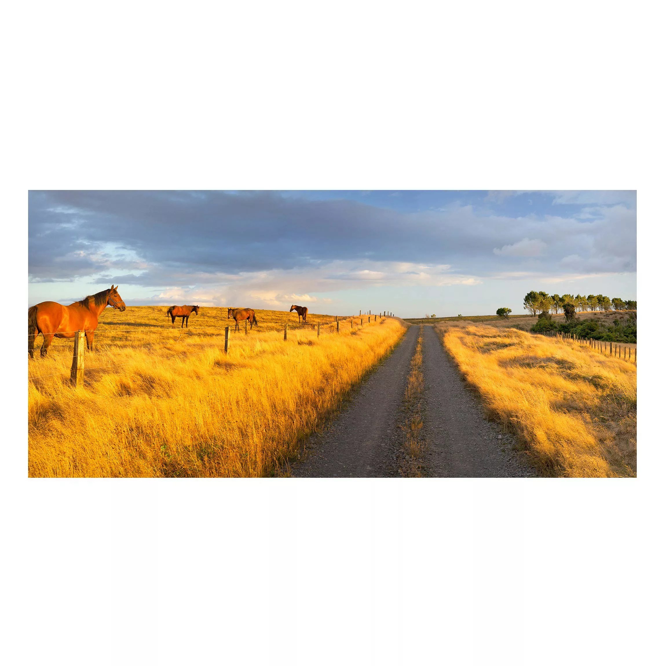 Magnettafel Natur & Landschaft - Querformat 2:1 Feldstraße und Pferde bei A günstig online kaufen