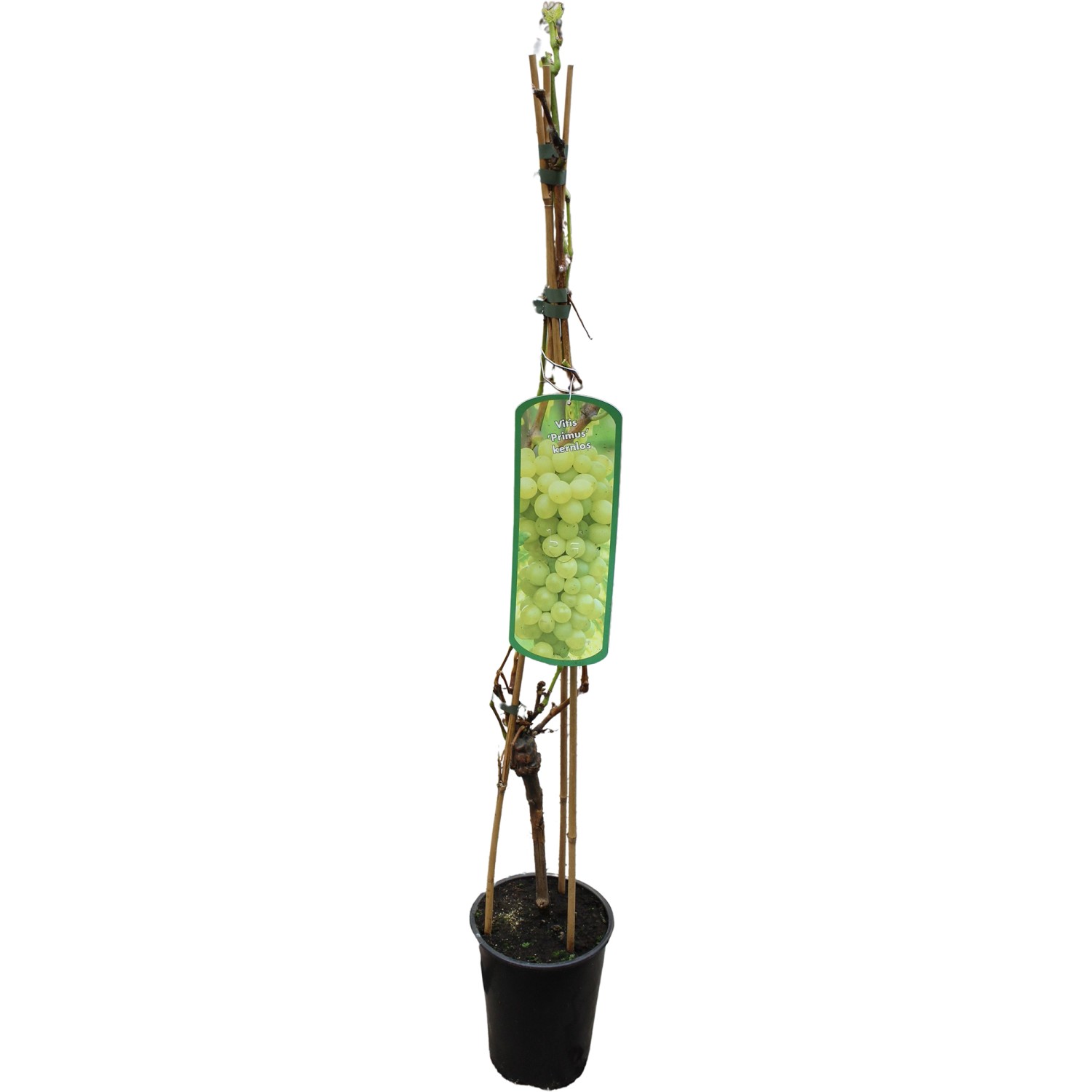 GROW by OBI Weinrebe Primus Gelb H ca. 80 - 100 cm Topf ca. 3 l Vitis vinif günstig online kaufen