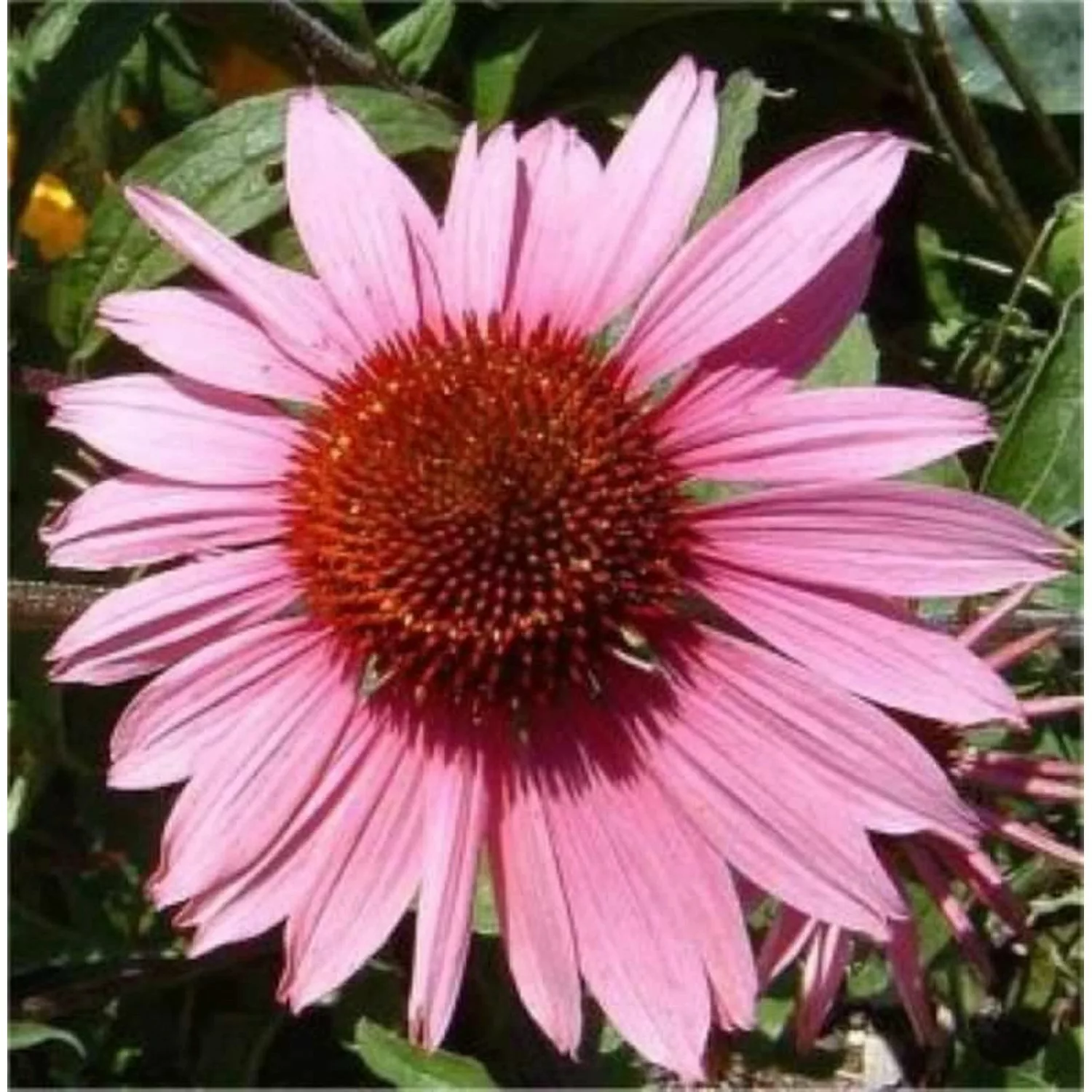 Roter Sonnenhut Doppeldecker - Echinacea purpurea günstig online kaufen