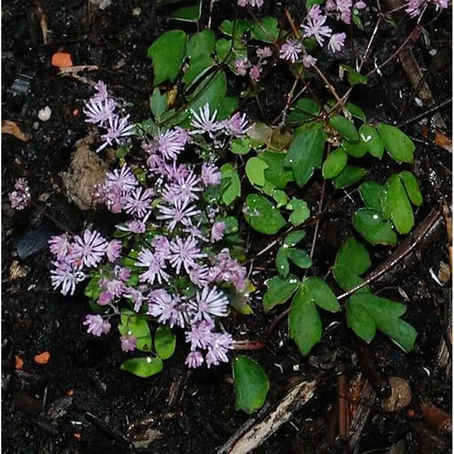 Zwerg Wiesenraute - Thalictrum kiusianum günstig online kaufen