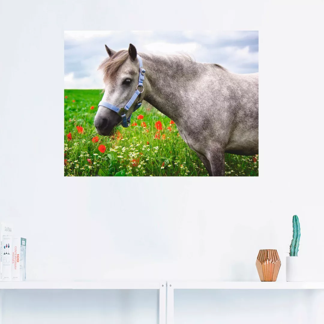 Artland Wandbild "Welshpony", Haustiere, (1 St.) günstig online kaufen