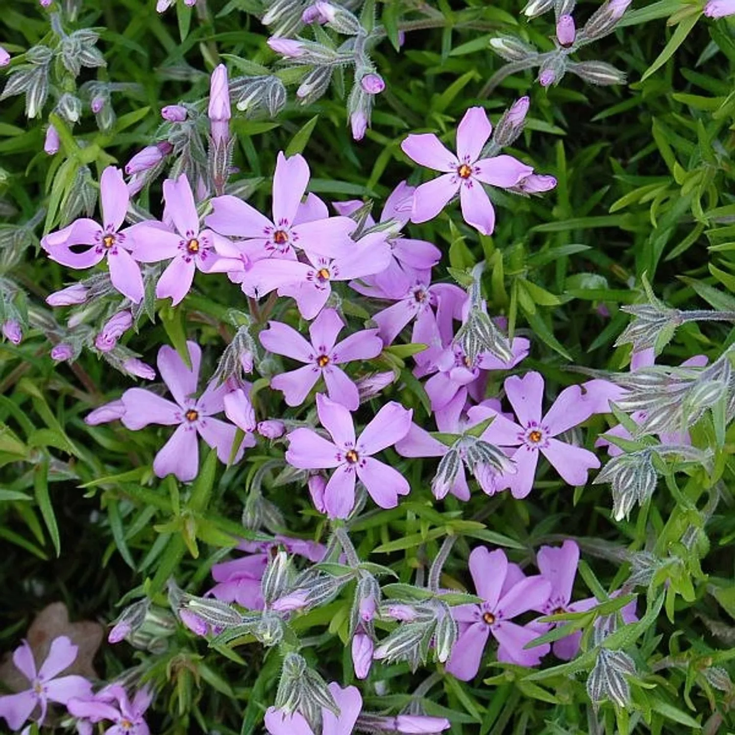 Teppich Phlox Moerheim - Phlox subulata günstig online kaufen