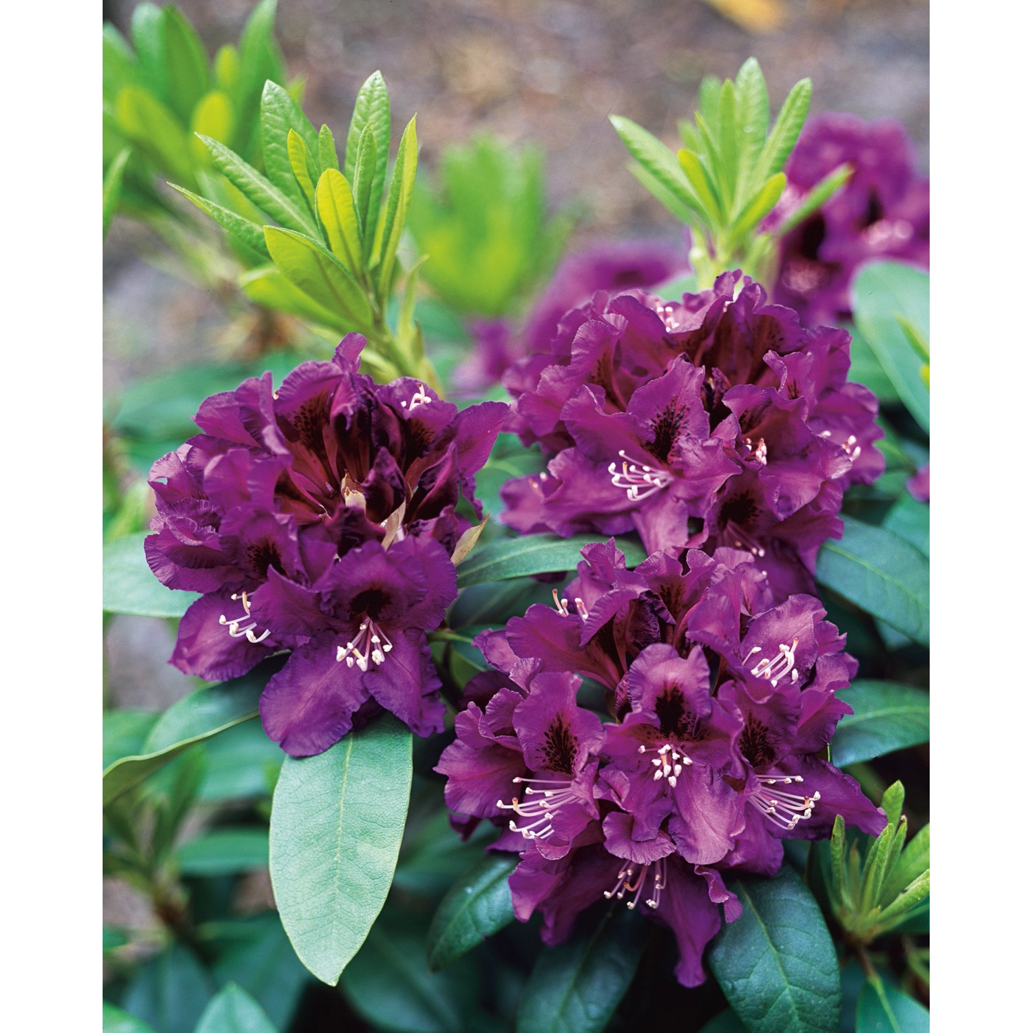 OBI Rhododendron-Hybride Rasputin Violett Höhe ca. 20 - 30 cm Topf ca. 5 l günstig online kaufen