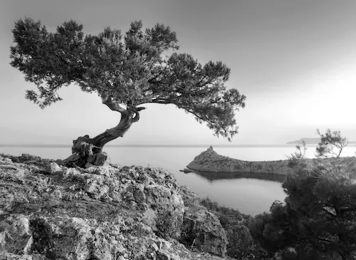 Papermoon Fototapete »Landschaft Schwarz & Weiß« günstig online kaufen