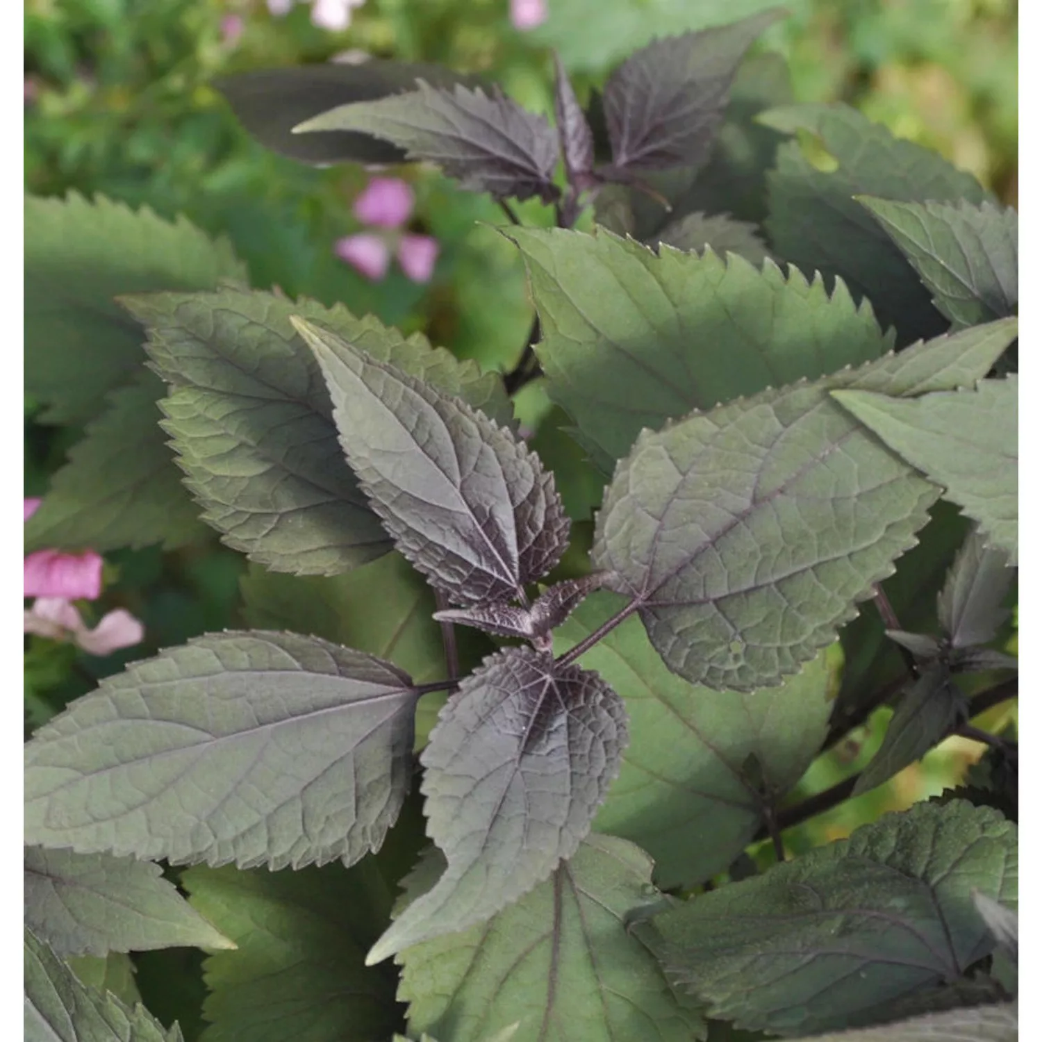 Wasserdost Chocolate - Eupatorium rugosum günstig online kaufen