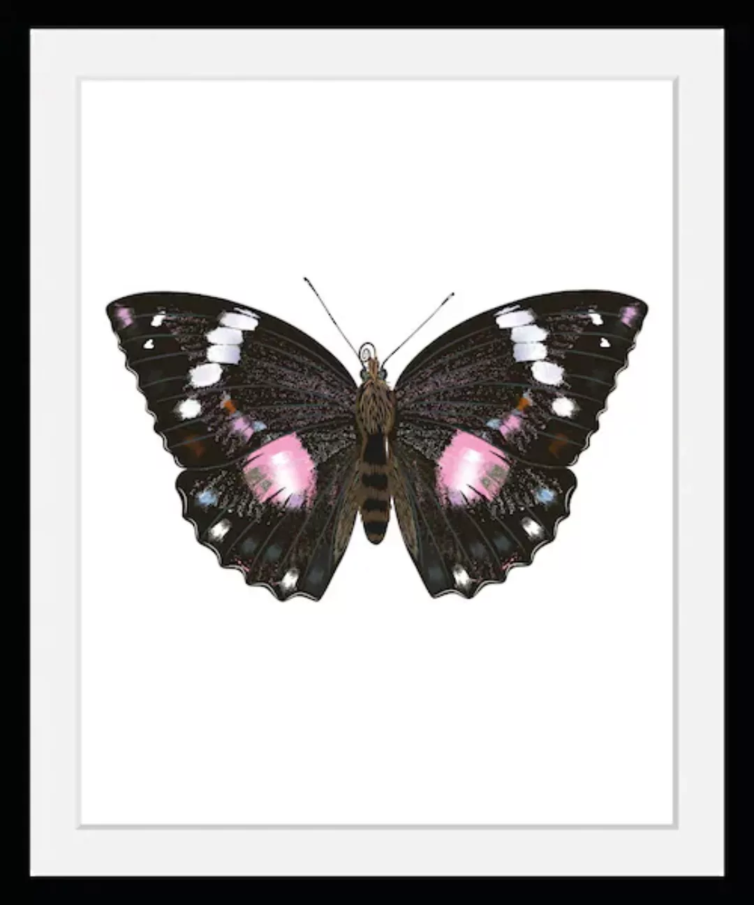 queence Bild "Marissa", Schmetterlinge, (1 St.) günstig online kaufen