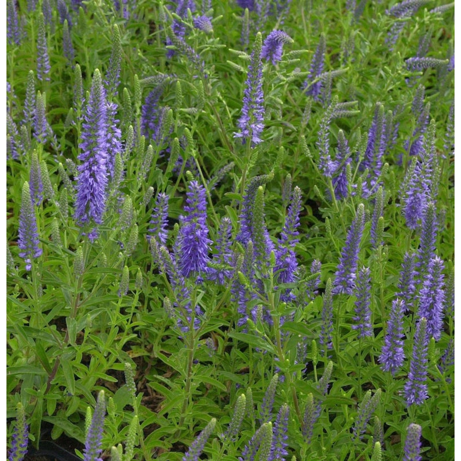 Polsterveronika Blauteppich - Veronica spicata günstig online kaufen