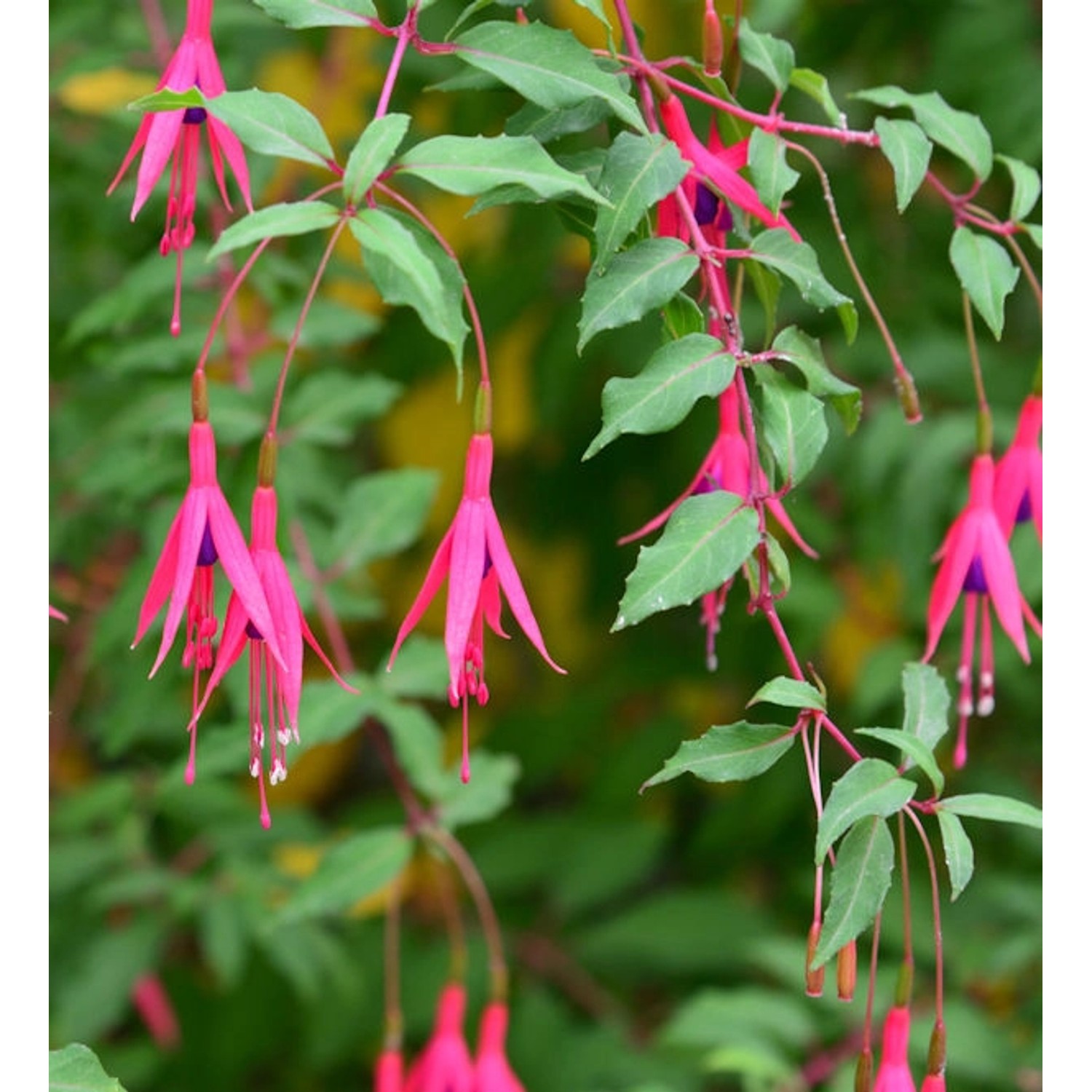 Fuchsie Riccartoni - Fuchsia magellanica günstig online kaufen