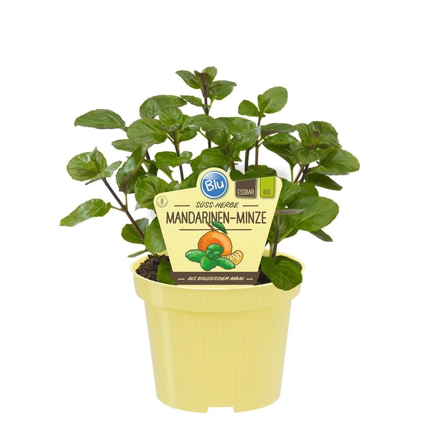 Exotenherz Mandarinen-Minze in Bio-Qualität Mentha X Piperita Kräuterpflanz günstig online kaufen