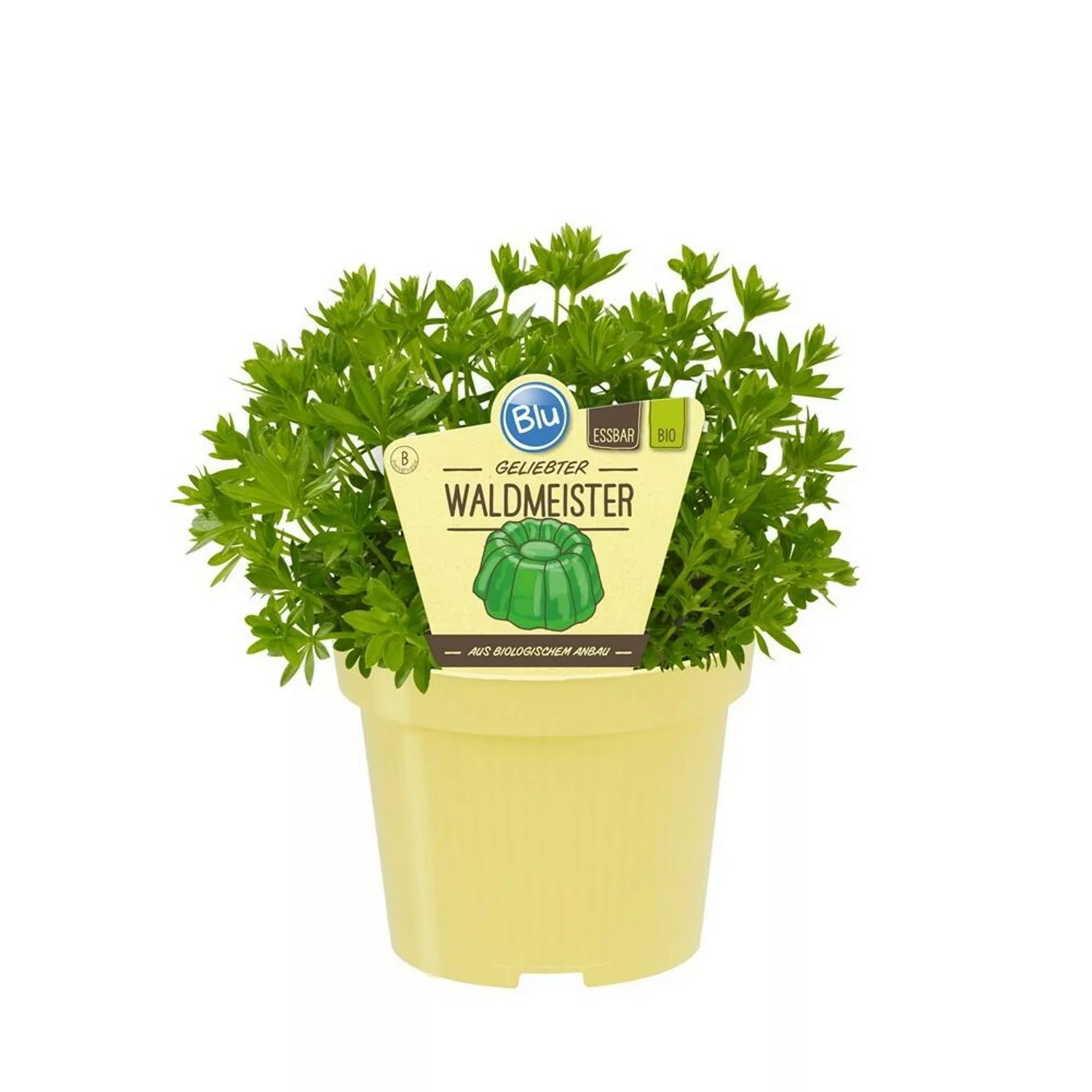 Exotenherz Waldmeister in Bio-Qualität Galium Odoratum Kräuterpflanze im 12 günstig online kaufen