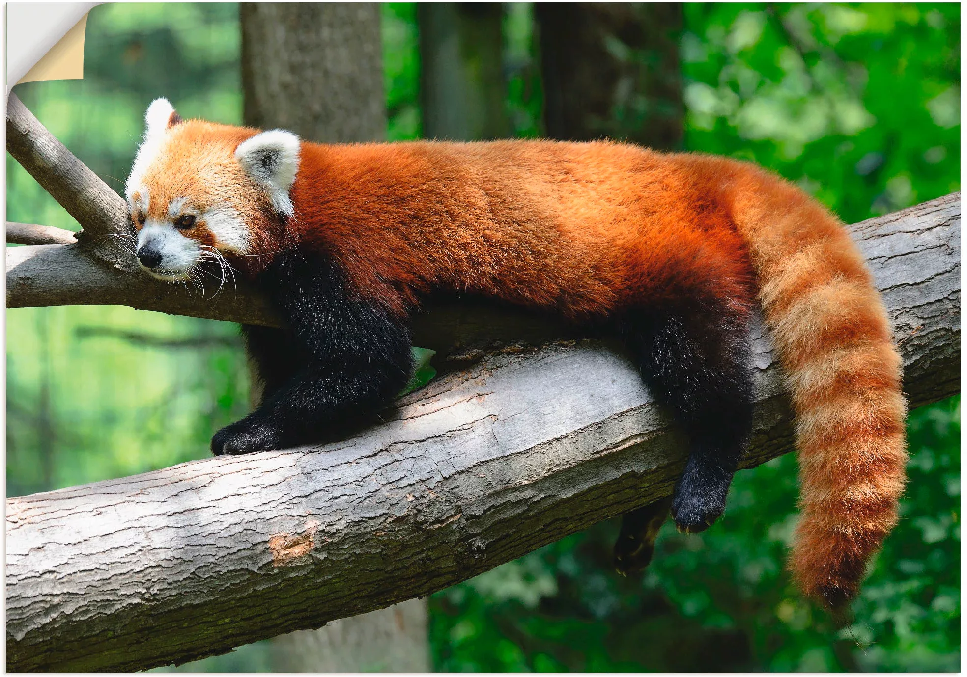 Artland Wandbild »Roter Panda«, Wildtiere, (1 St.), als Poster, Wandaufkleb günstig online kaufen