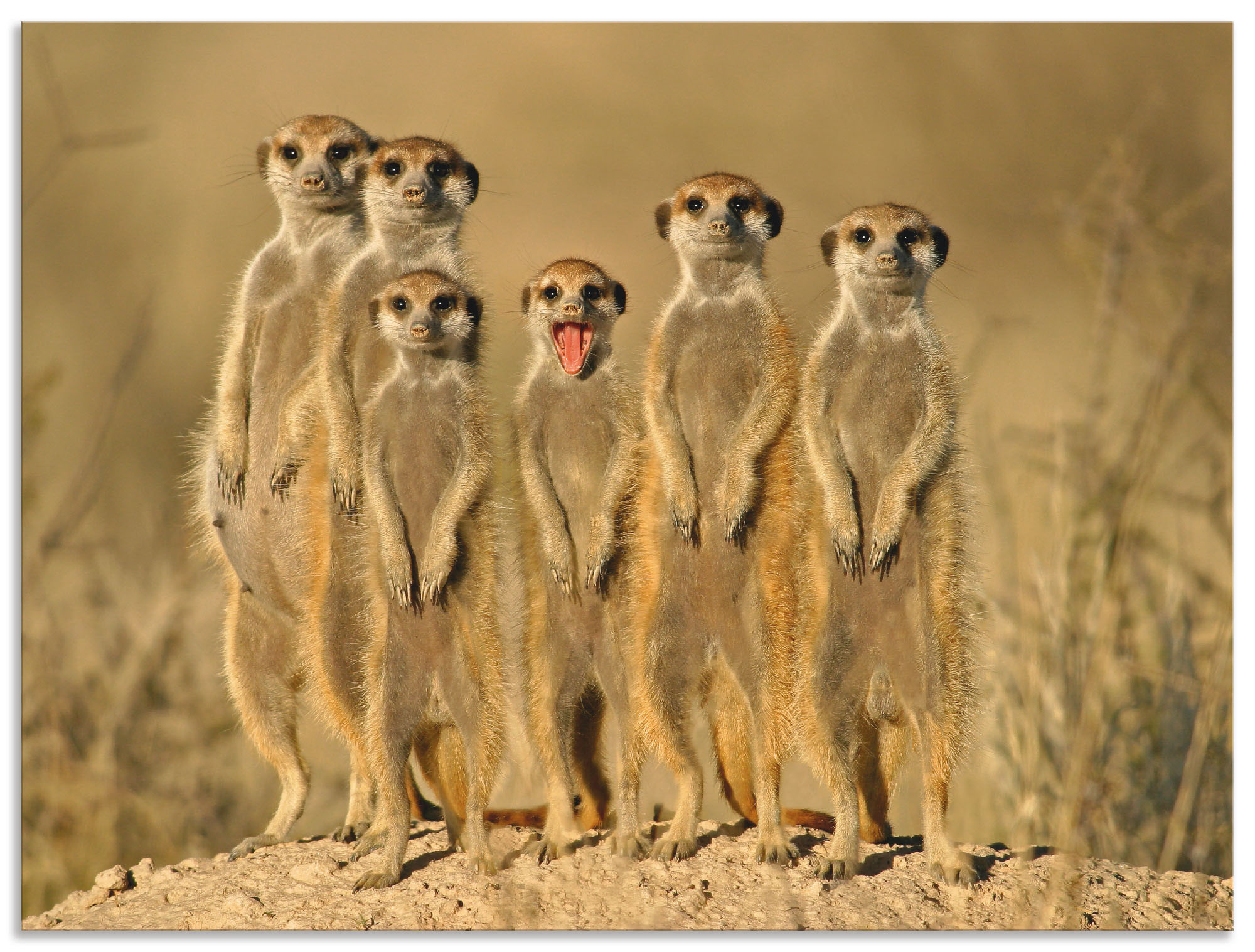 Artland Wandbild "Erdmännchen Familie", Wildtiere, (1 St.), als Alubild, Ou günstig online kaufen