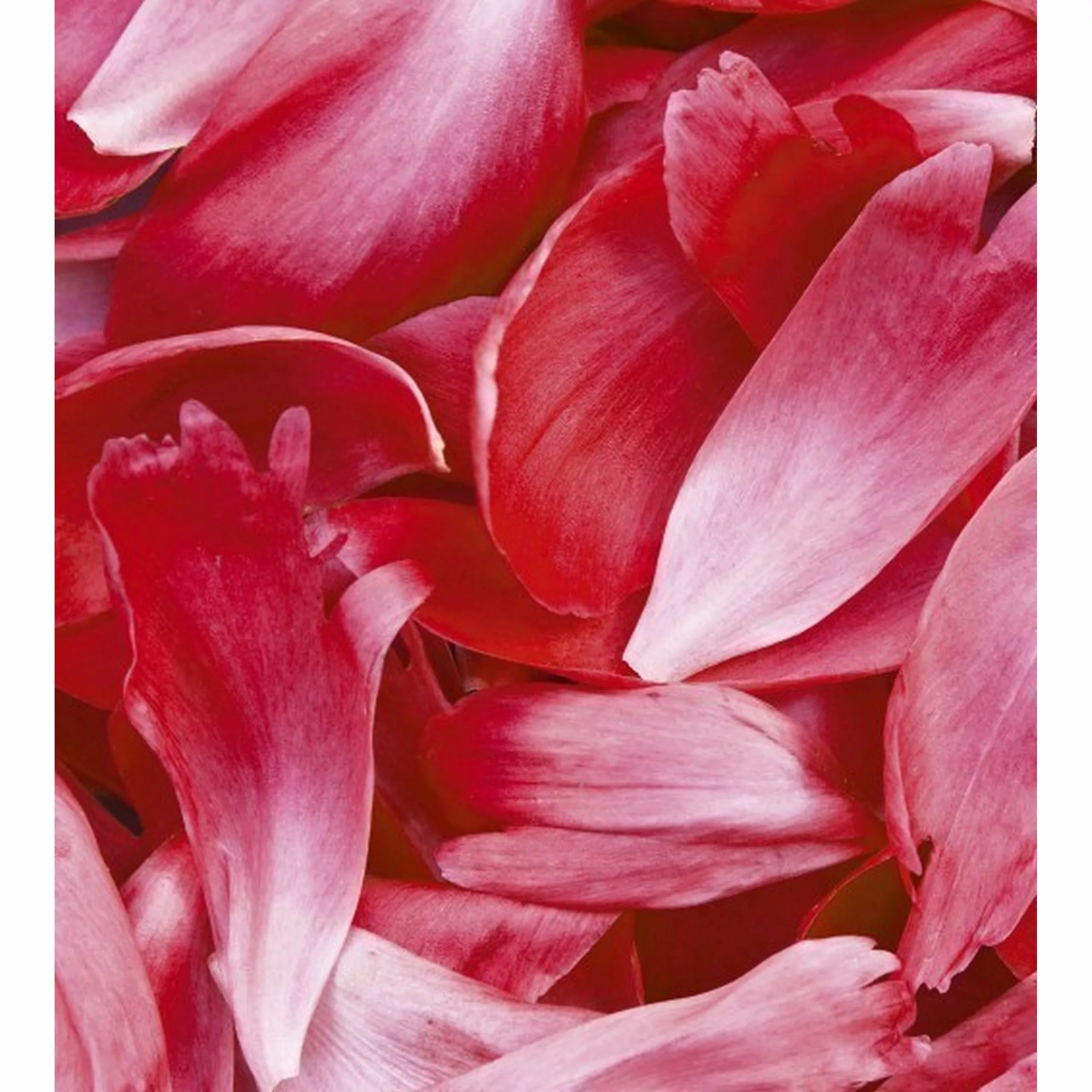 Fototapete RED PETALS  | MS-3-0151 | Rot | Digitaldruck auf Vliesträger günstig online kaufen