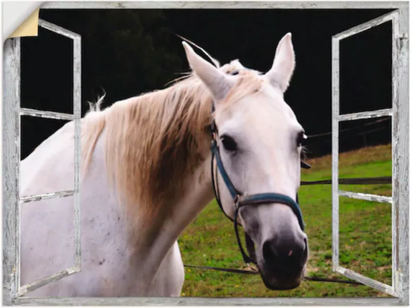 Artland Wandfolie "Fensterblick - weisses Pferd", Haustiere, (1 St.) günstig online kaufen