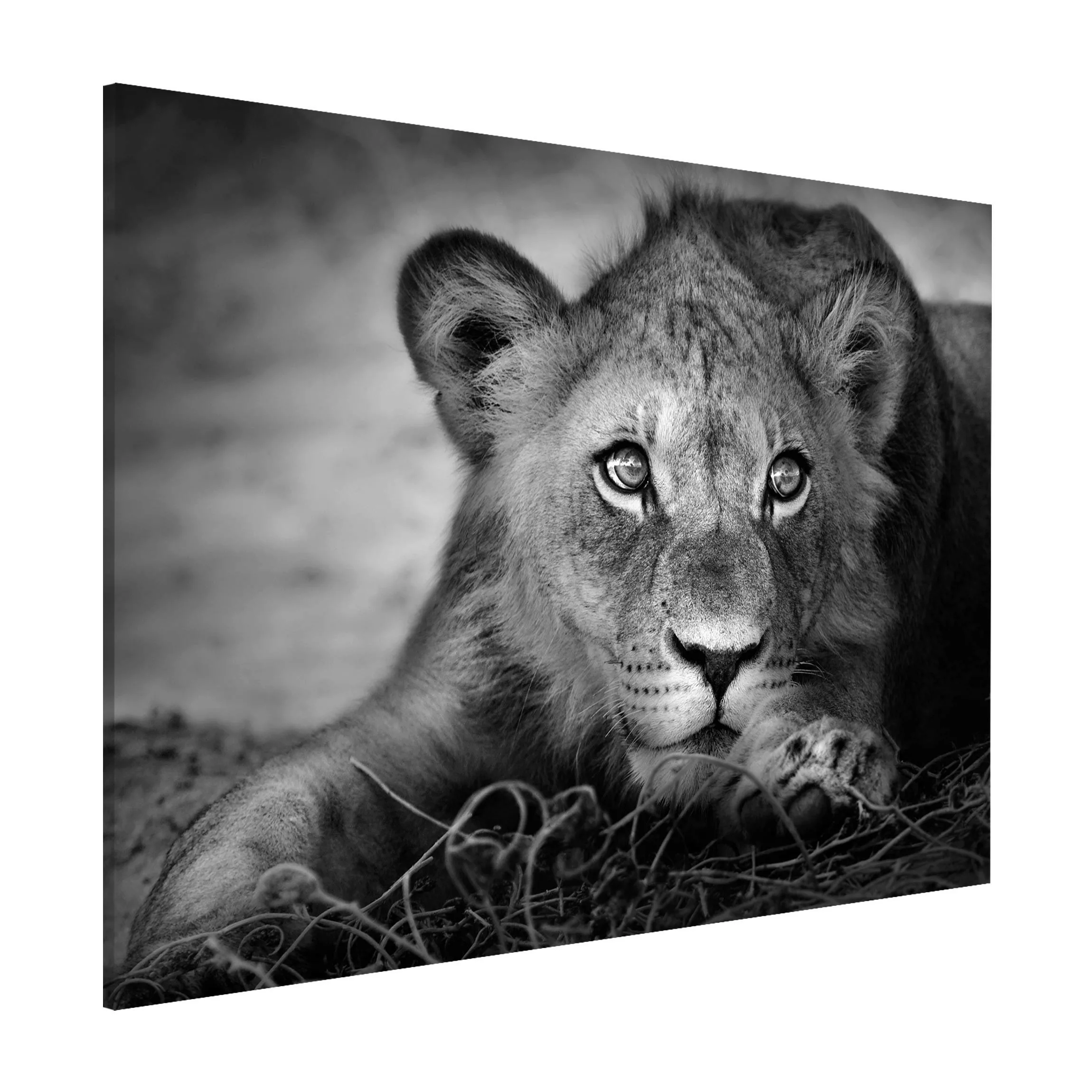 Magnettafel Tiere - Querformat 4:3 Lurking Lionbaby günstig online kaufen