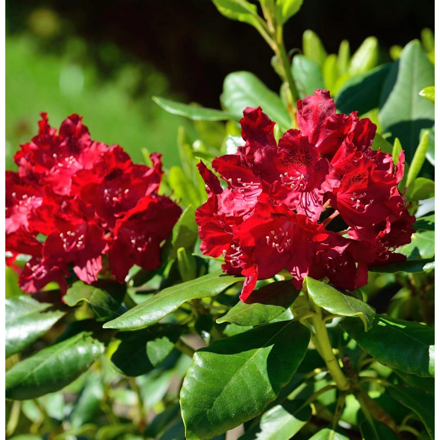 Großblumige Rhododendron Cherry Kiss 30-40cm - Alpenrose günstig online kaufen