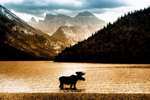 Papermoon Fototapete »Moose in Waterton Lake« günstig online kaufen