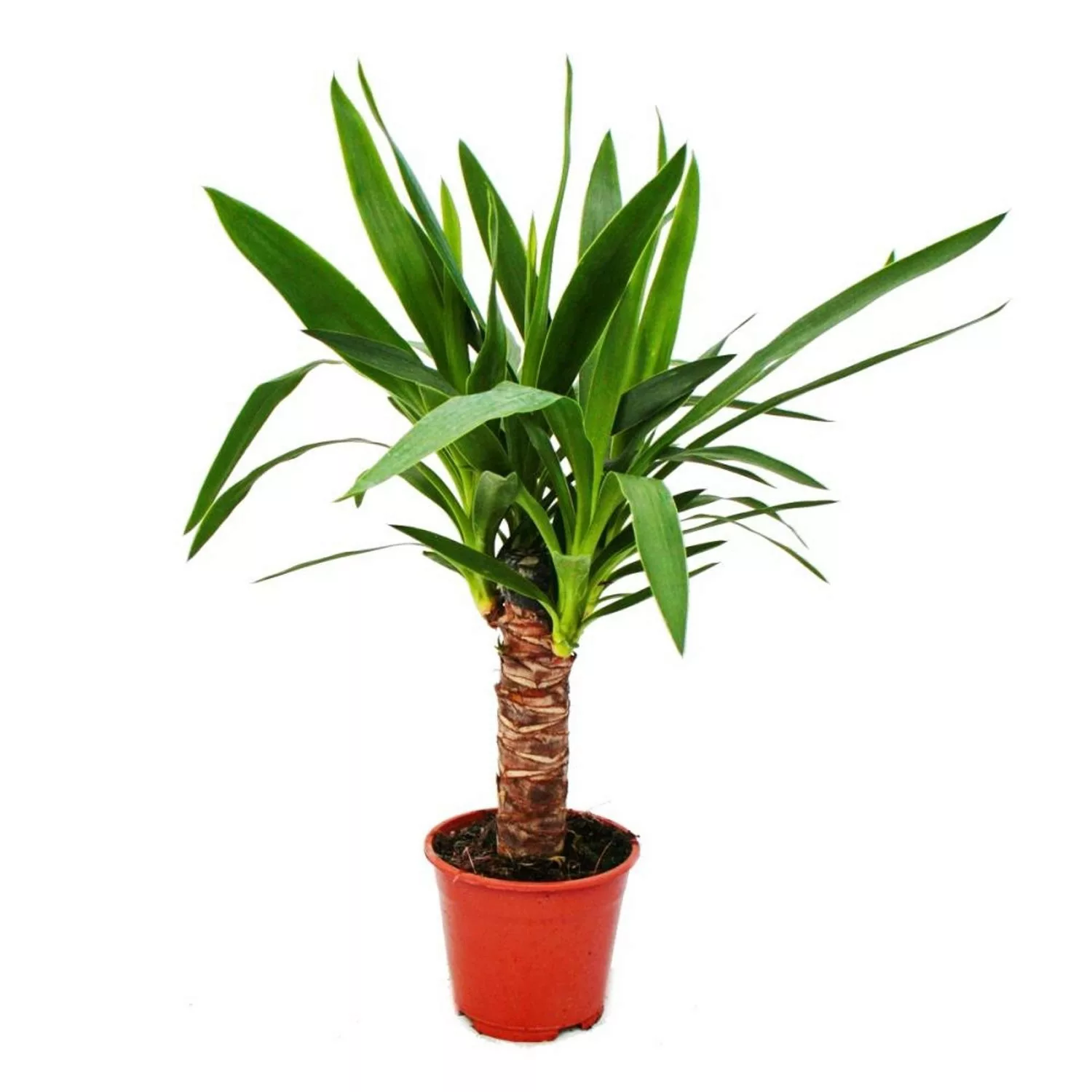 Exotenherz Yucca Palme Palmlilie 14cm Topf günstig online kaufen