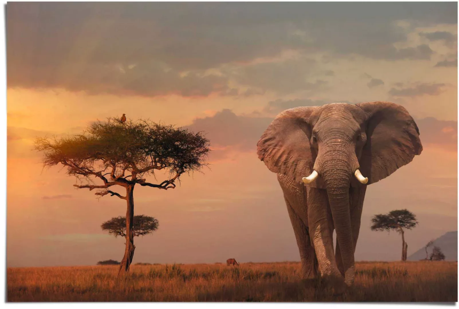 Reinders Poster "Afrikas Wildtiere Elefant", (1 St.) günstig online kaufen