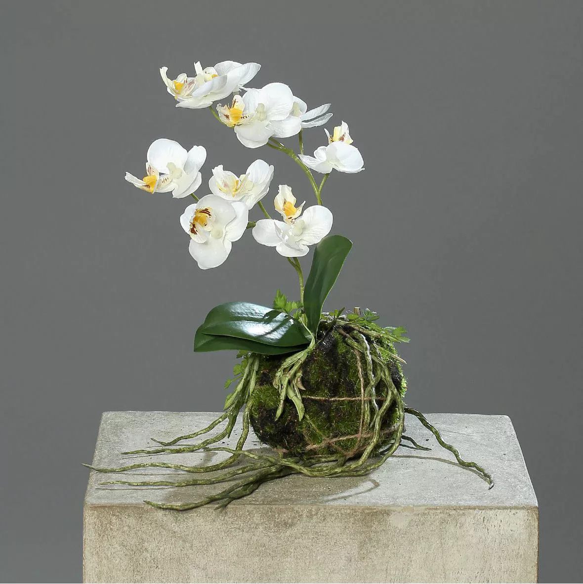 Kunstblume Orchidee mit Erdballen creme 26cm günstig online kaufen