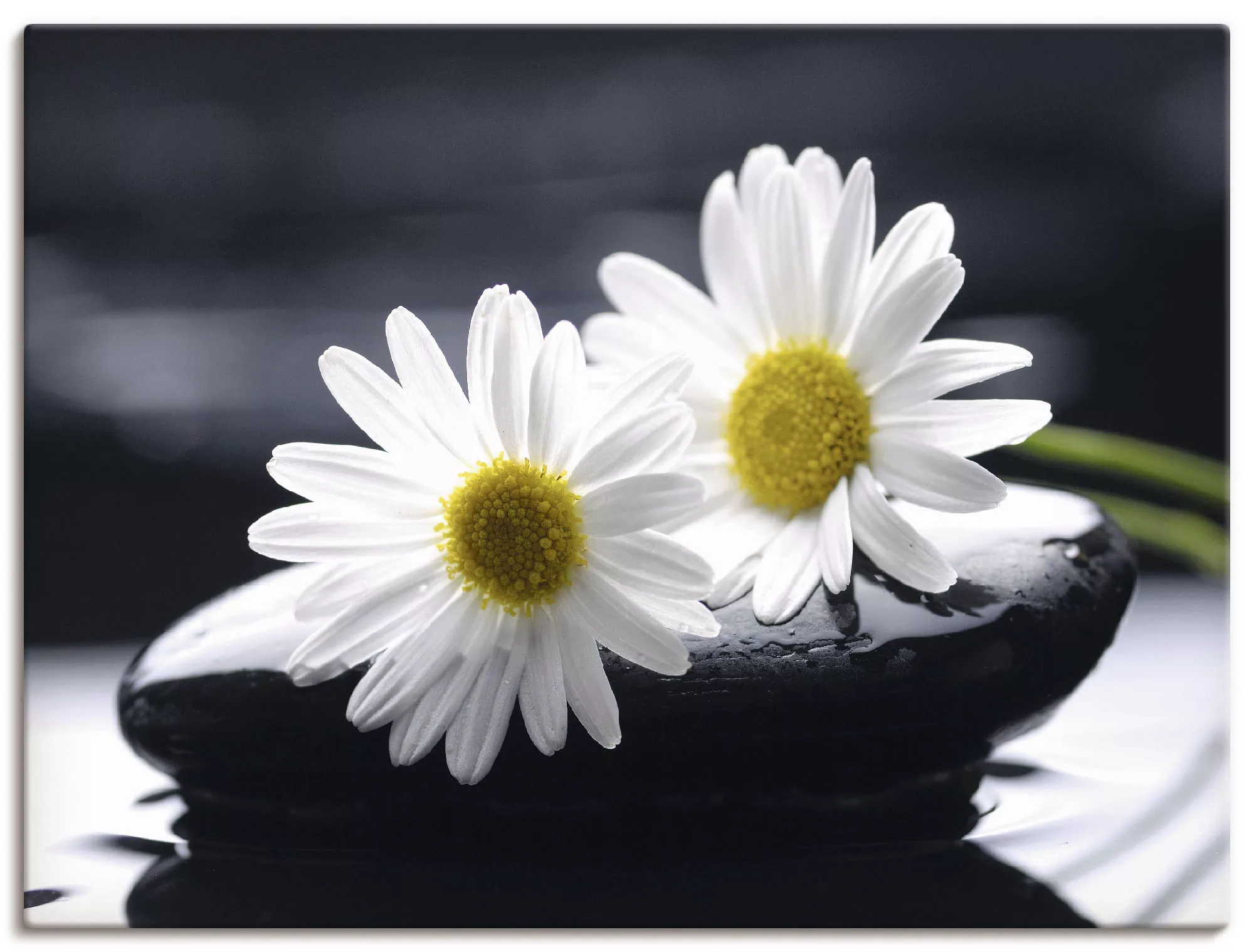 Artland Leinwandbild "Zwei Gerbera auf einem Zenstein", Blumen, (1 St.), au günstig online kaufen