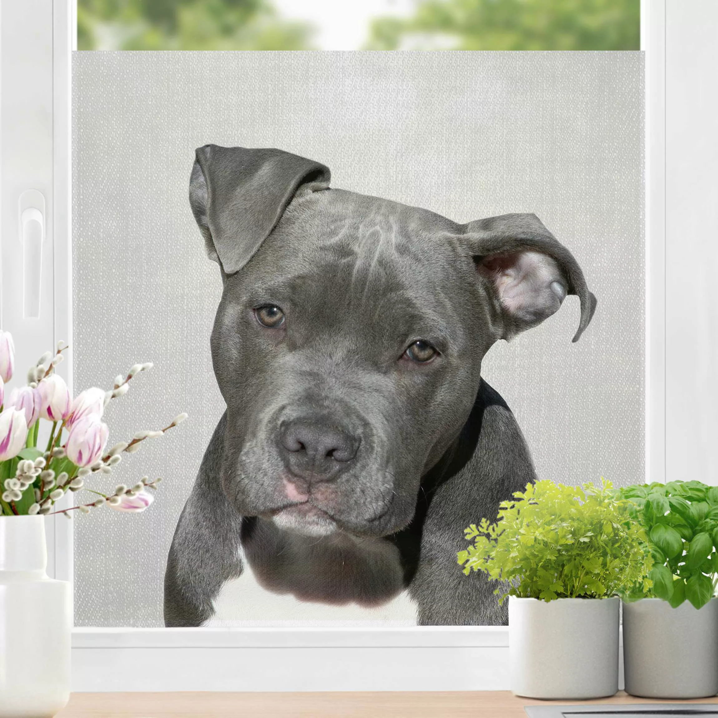 Fensterfolie Pitbull Pelle günstig online kaufen