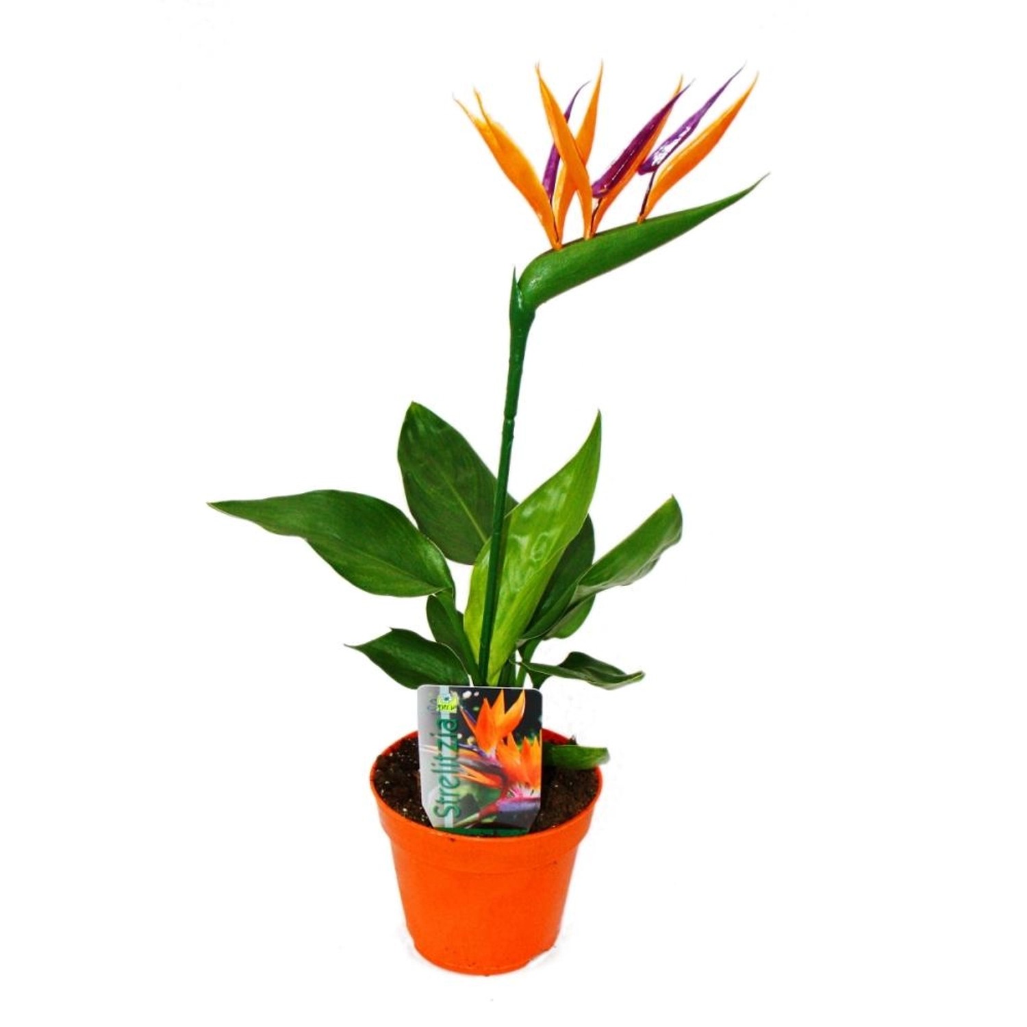 Exotenherz Strelitzie Parasvogelblume 12cm Topf mit Künstlicher Blüte günstig online kaufen