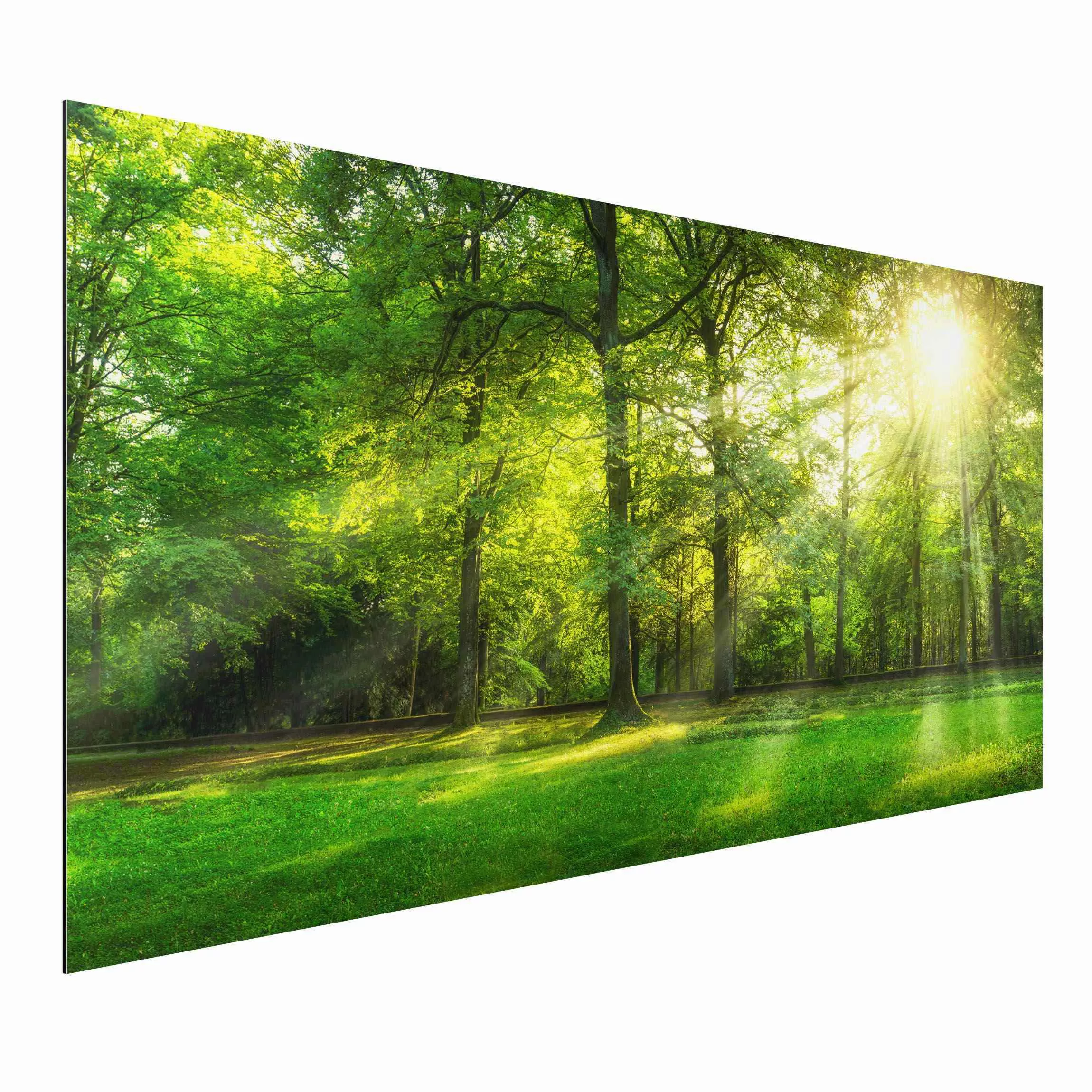 Alu-Dibond Bild Spaziergang im Wald günstig online kaufen