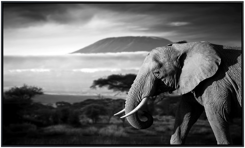 Papermoon Infrarotheizung »Elefant mit Landschaft Schwarz Weiß«, sehr angen günstig online kaufen