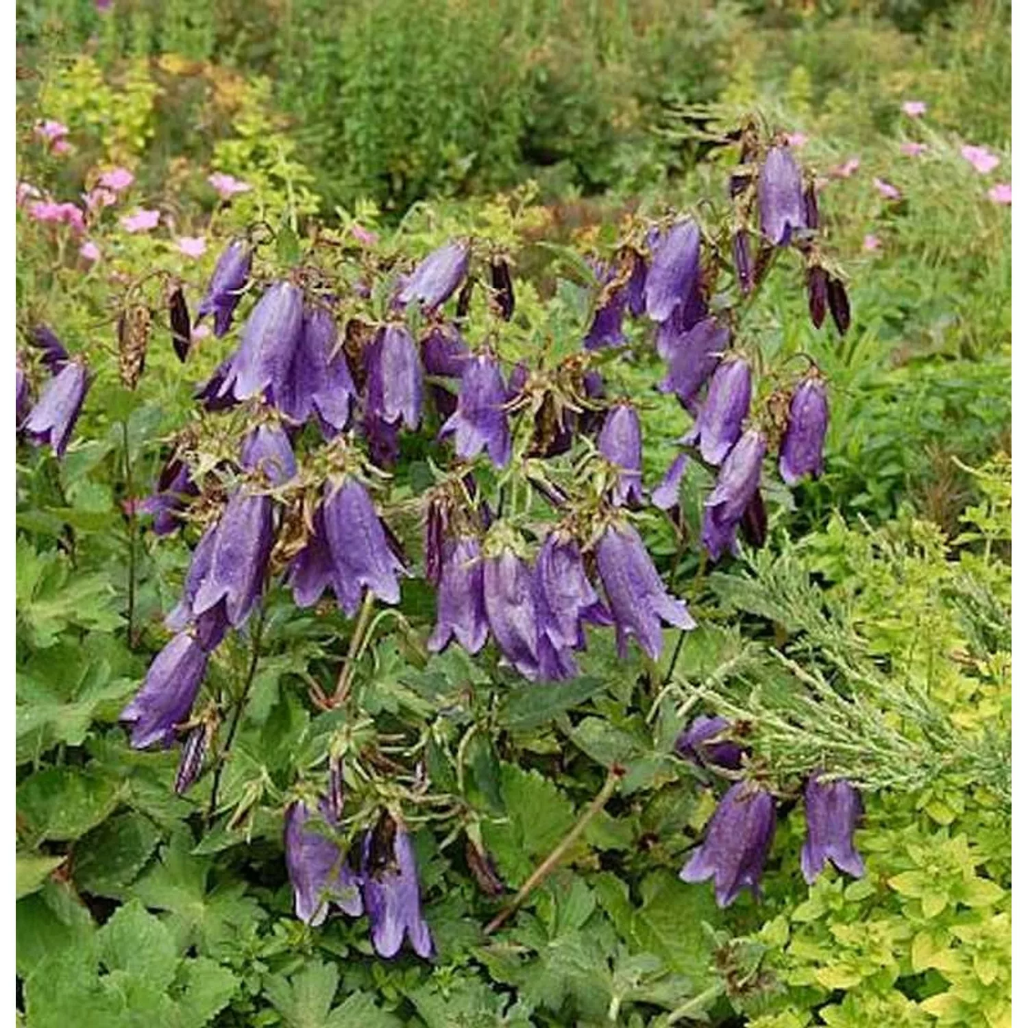 Punktierte Glockenblume Sarastro - Campanula punctata günstig online kaufen