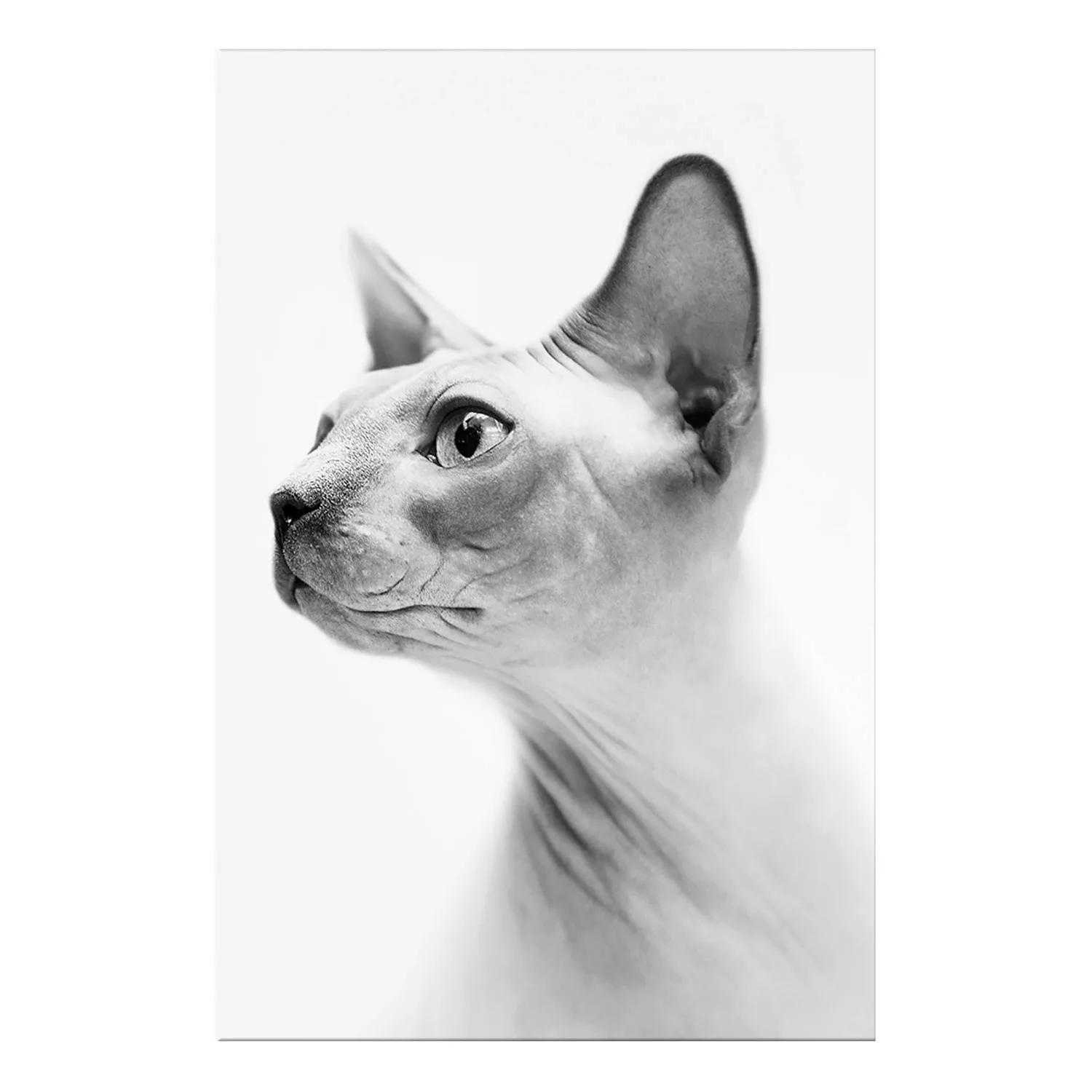 home24 Wandbild Hairless Cat günstig online kaufen