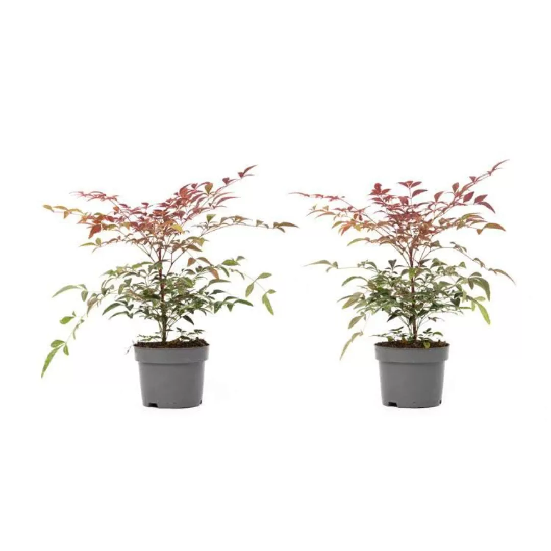 OH2 | Set mit 2 Bambuspflanzen Nandina Domestica günstig online kaufen