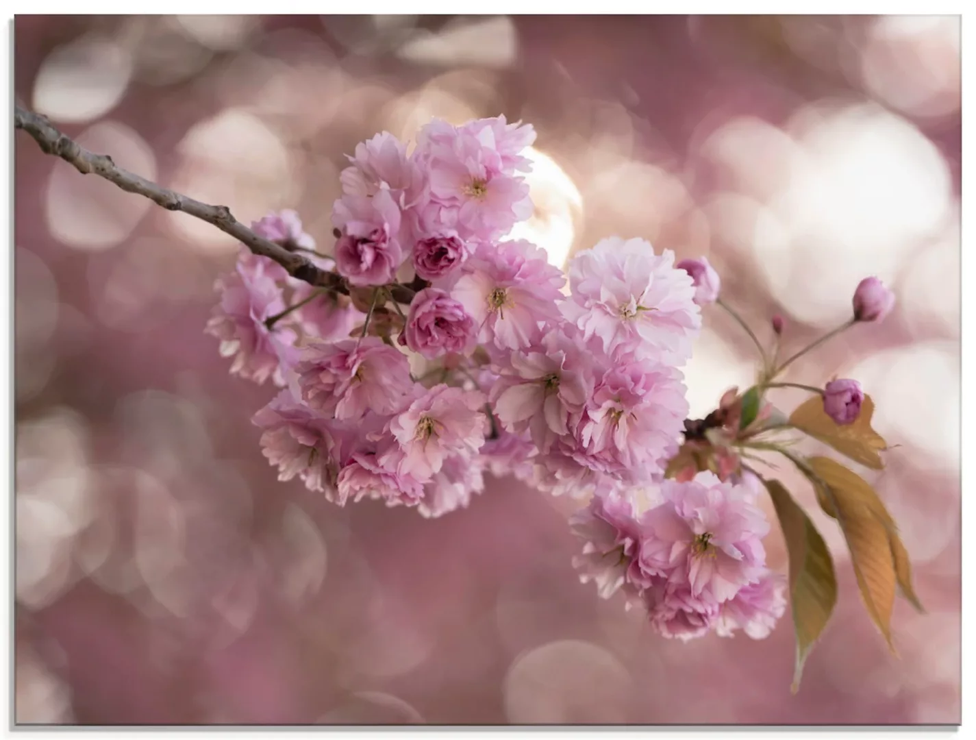 Artland Glasbild "Japanische Kirschblüte in Love III", Blumen, (1 St.), in günstig online kaufen